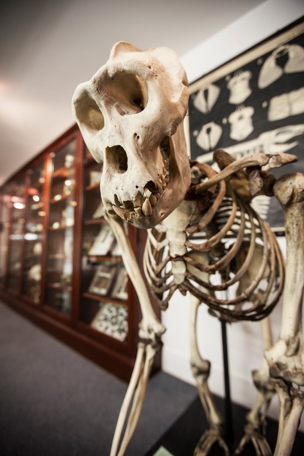 D'Arcy Thompson Zoology Museum - Image 1