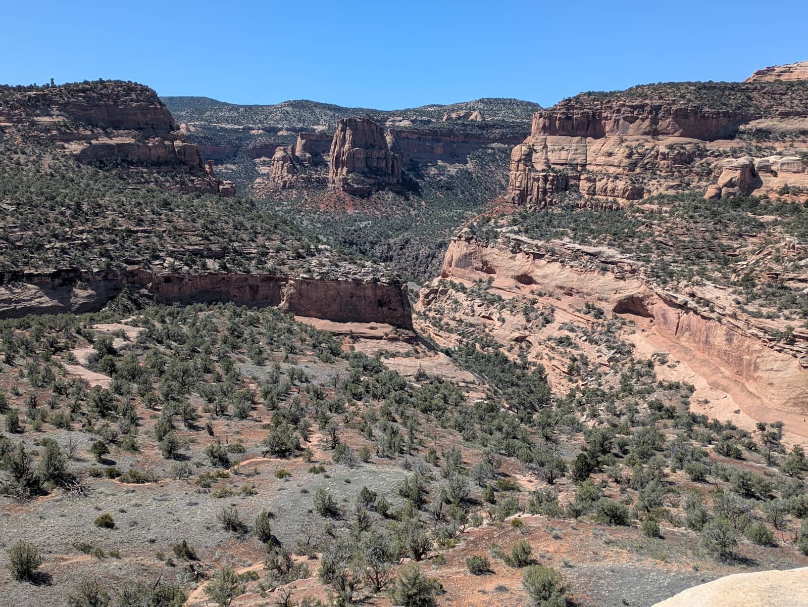 Dog-Friendly Exploration