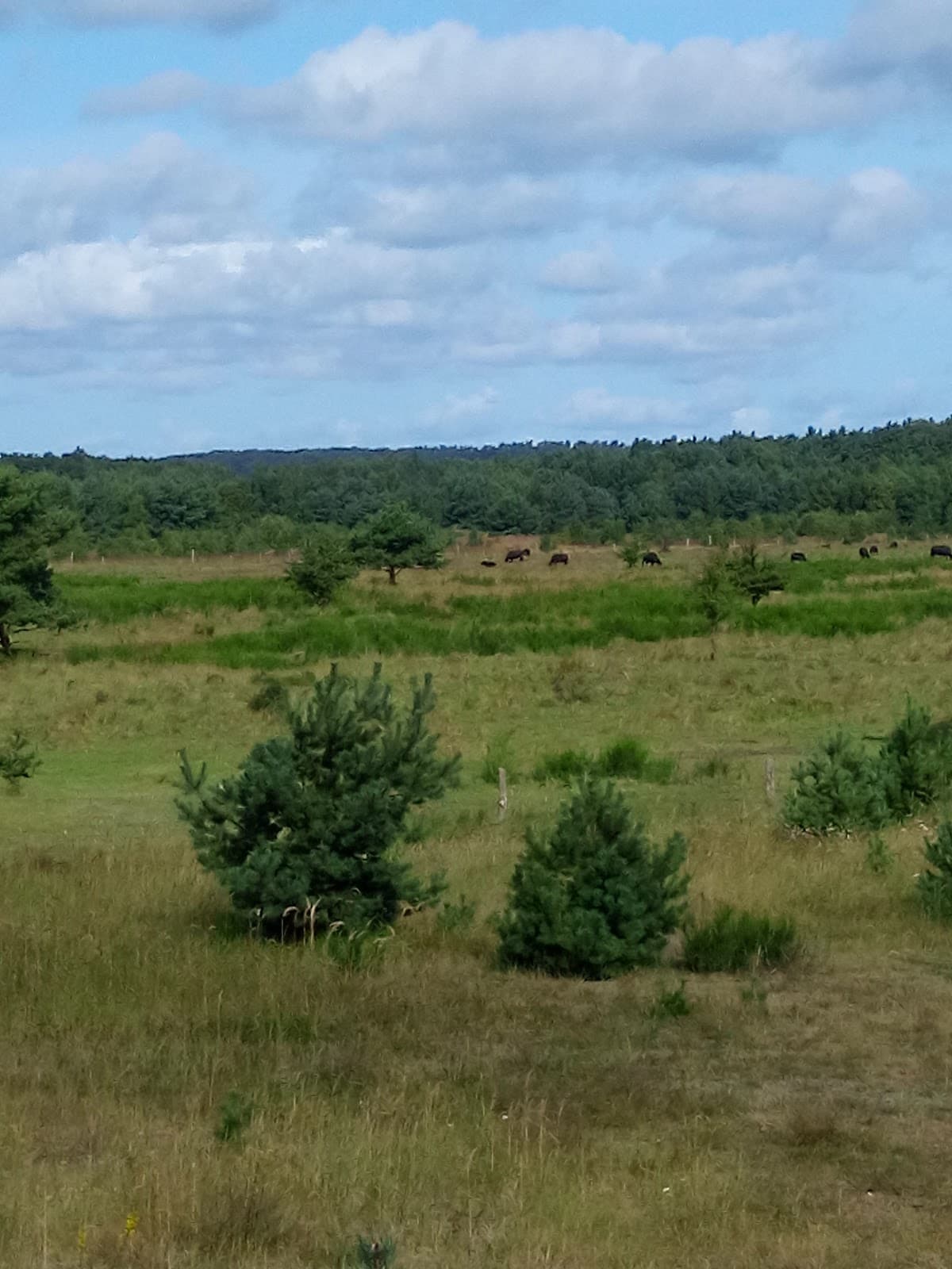 Schmale Heide - Image 1