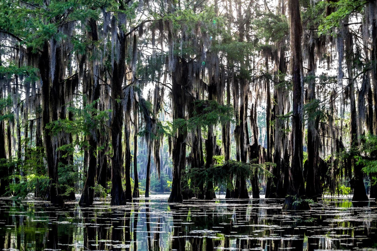 Lake Bistineau State Park - Image 1