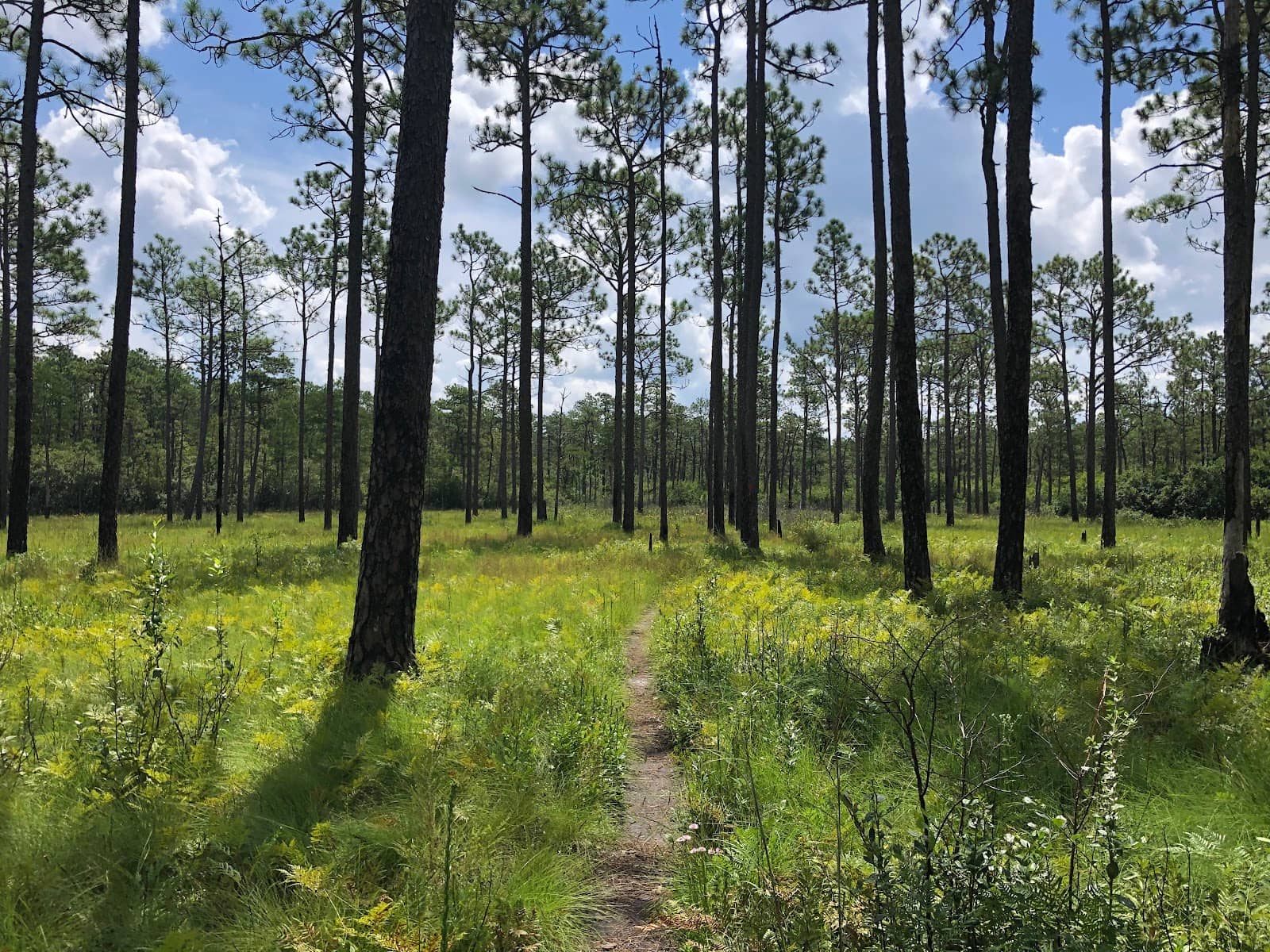 Diverse Carnivorous Flora