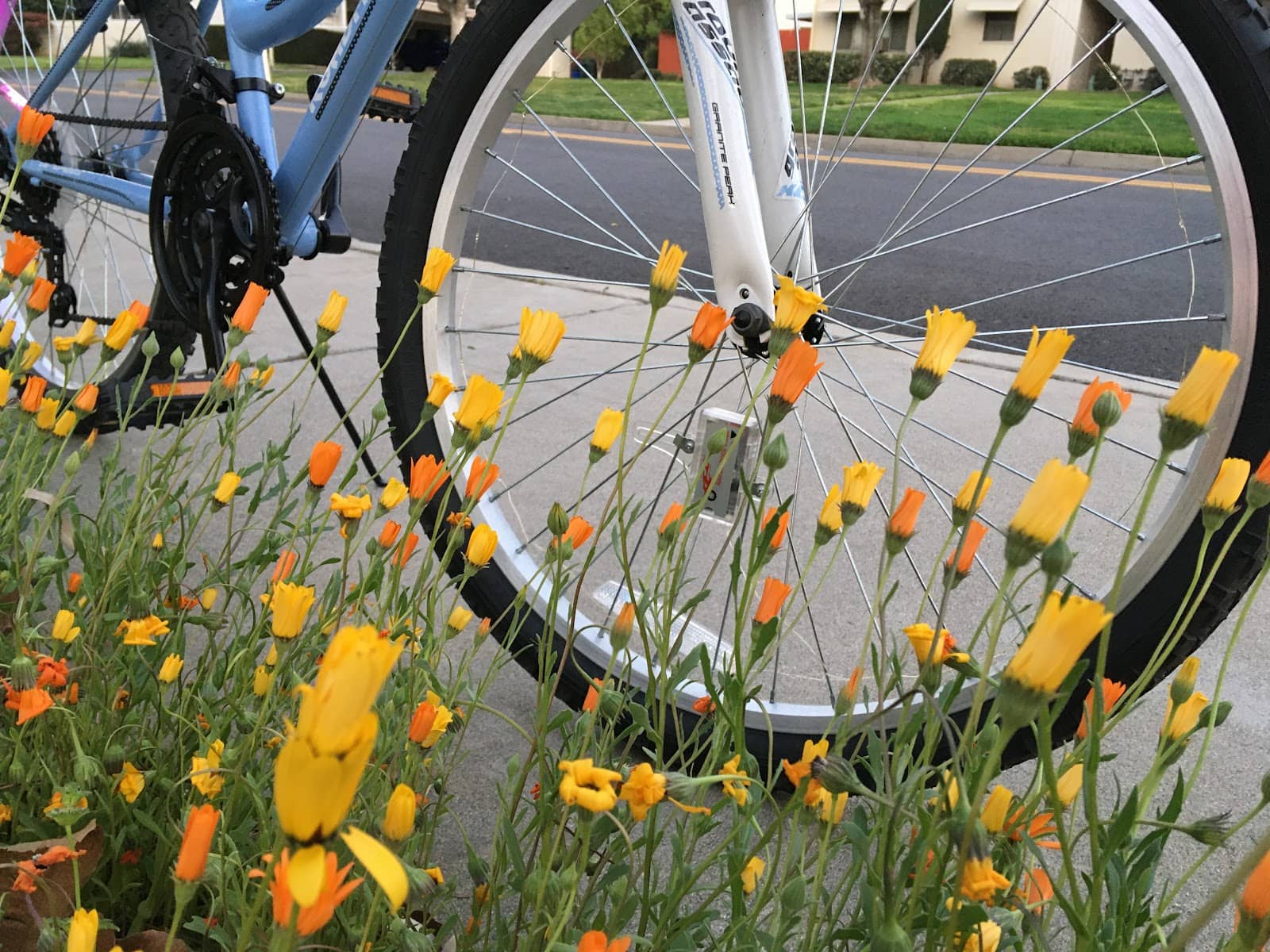 E-bike Ride
