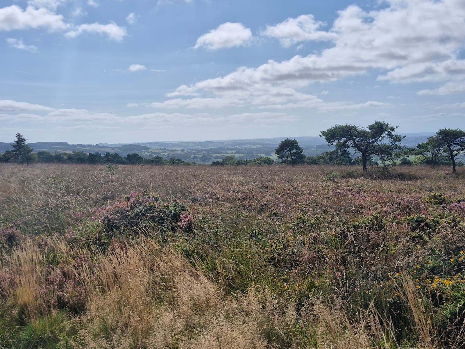 Ideford Common - Image 1