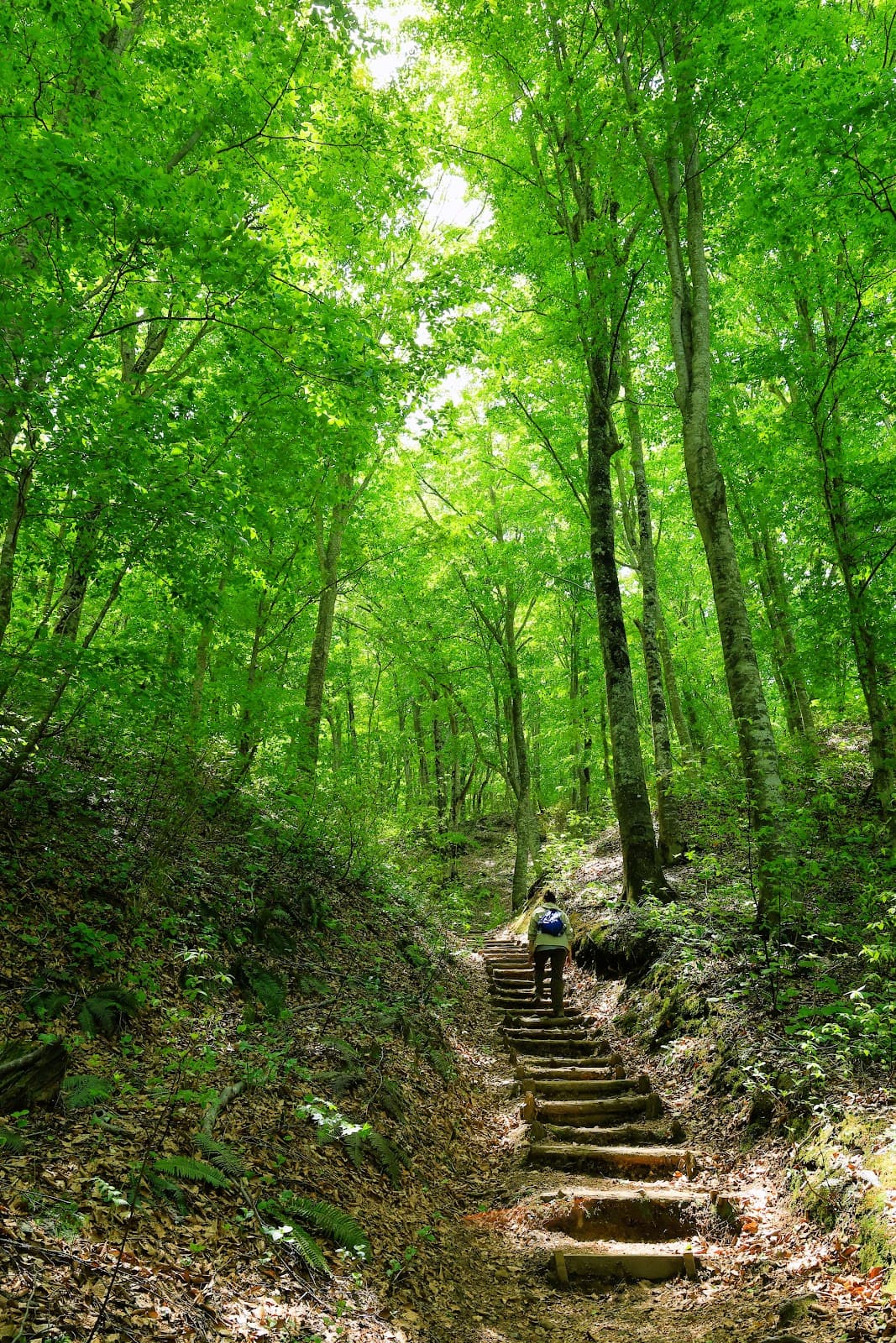 Juniko Beech Forest Trail - Image 1