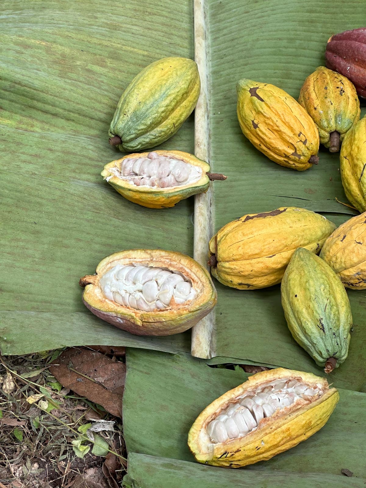 BriBri Indigenous Reserve Puerto Viejo - Image 1