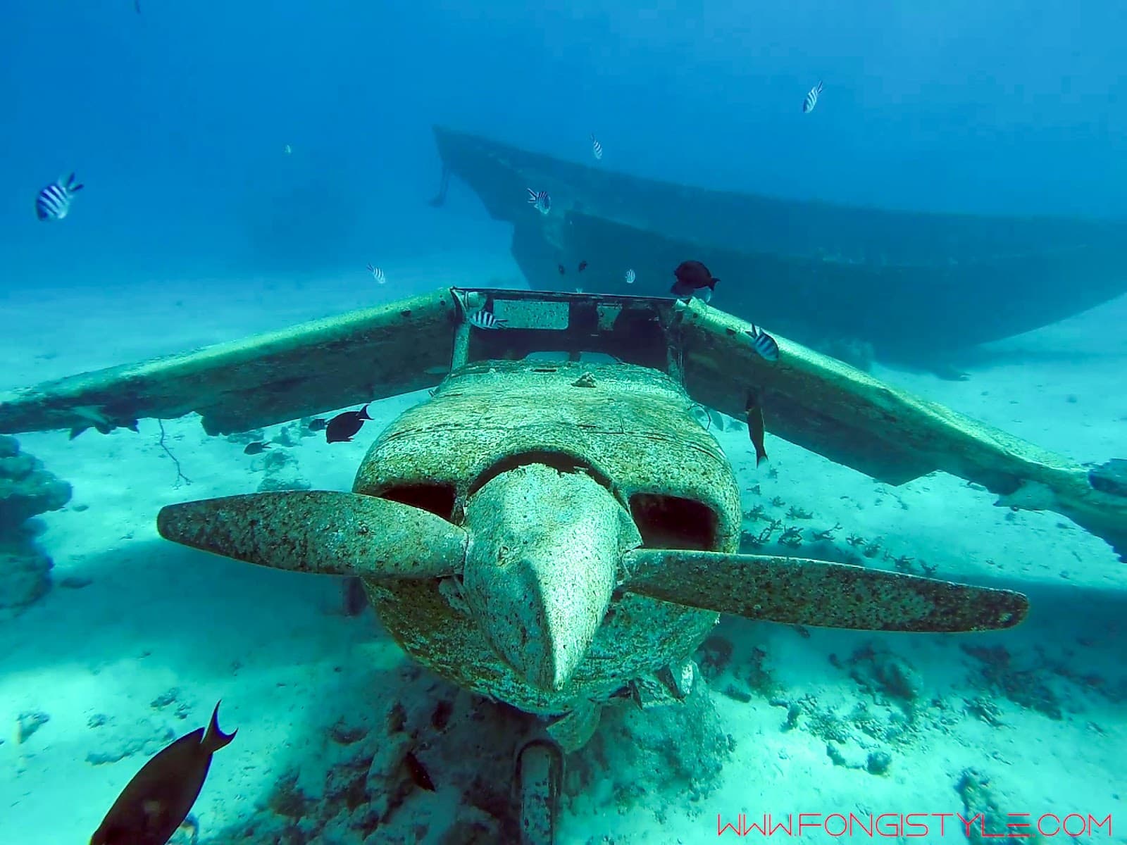 The Aquarium Faa'a Dive Site - Image 1