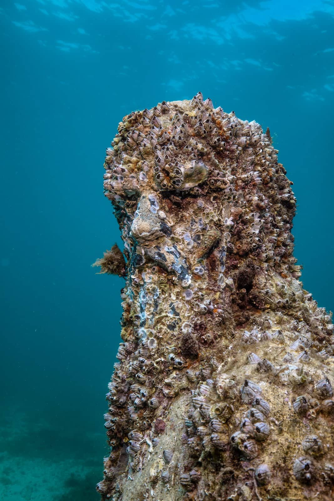 Barnacle-Adorned Art