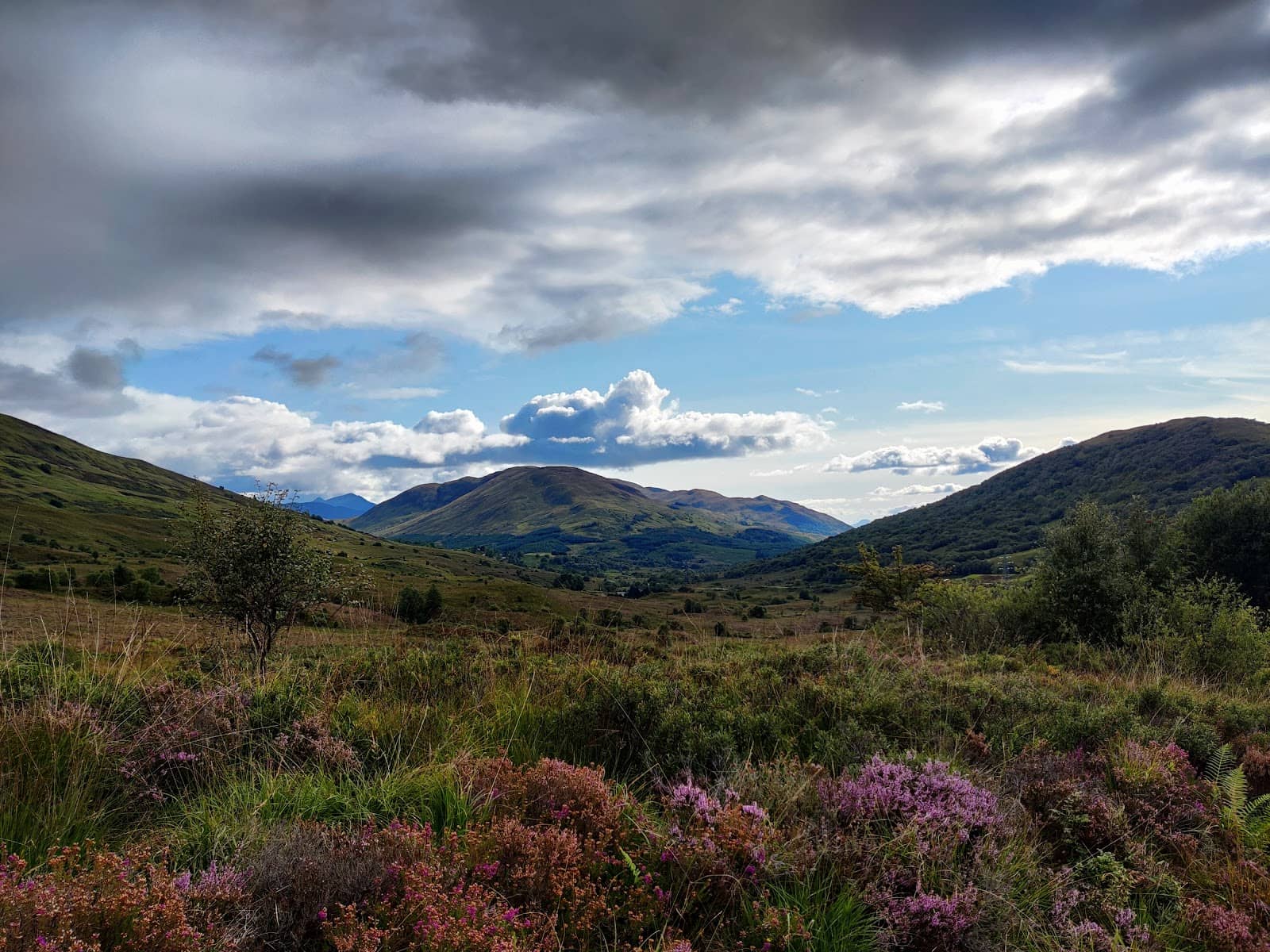 Woodland & Bog Myrtle Scents