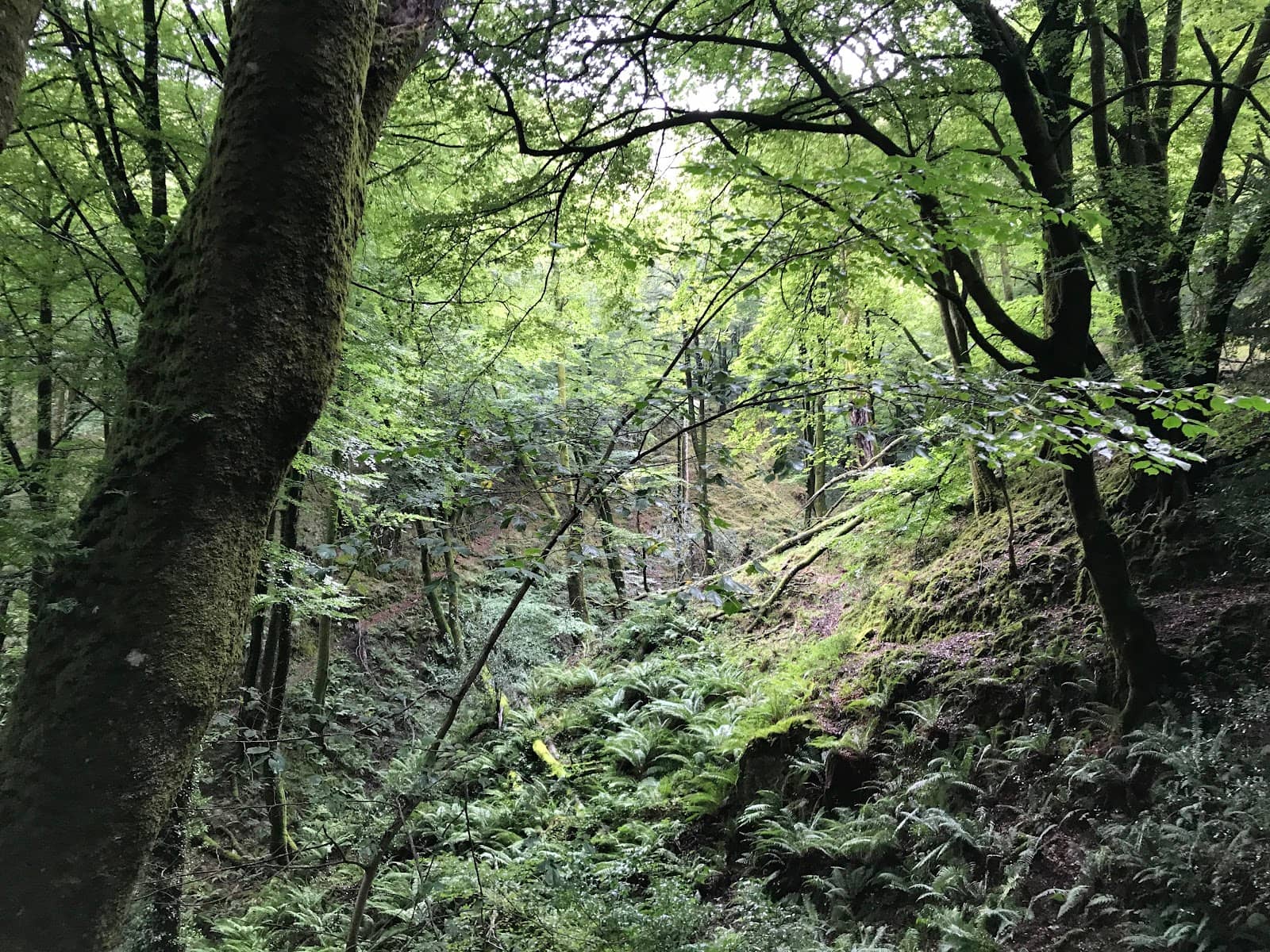 Bustacu Pass Holly Grove