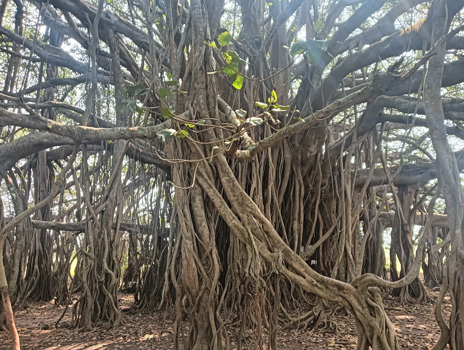 Baba Cave (Arambol) - Image 1