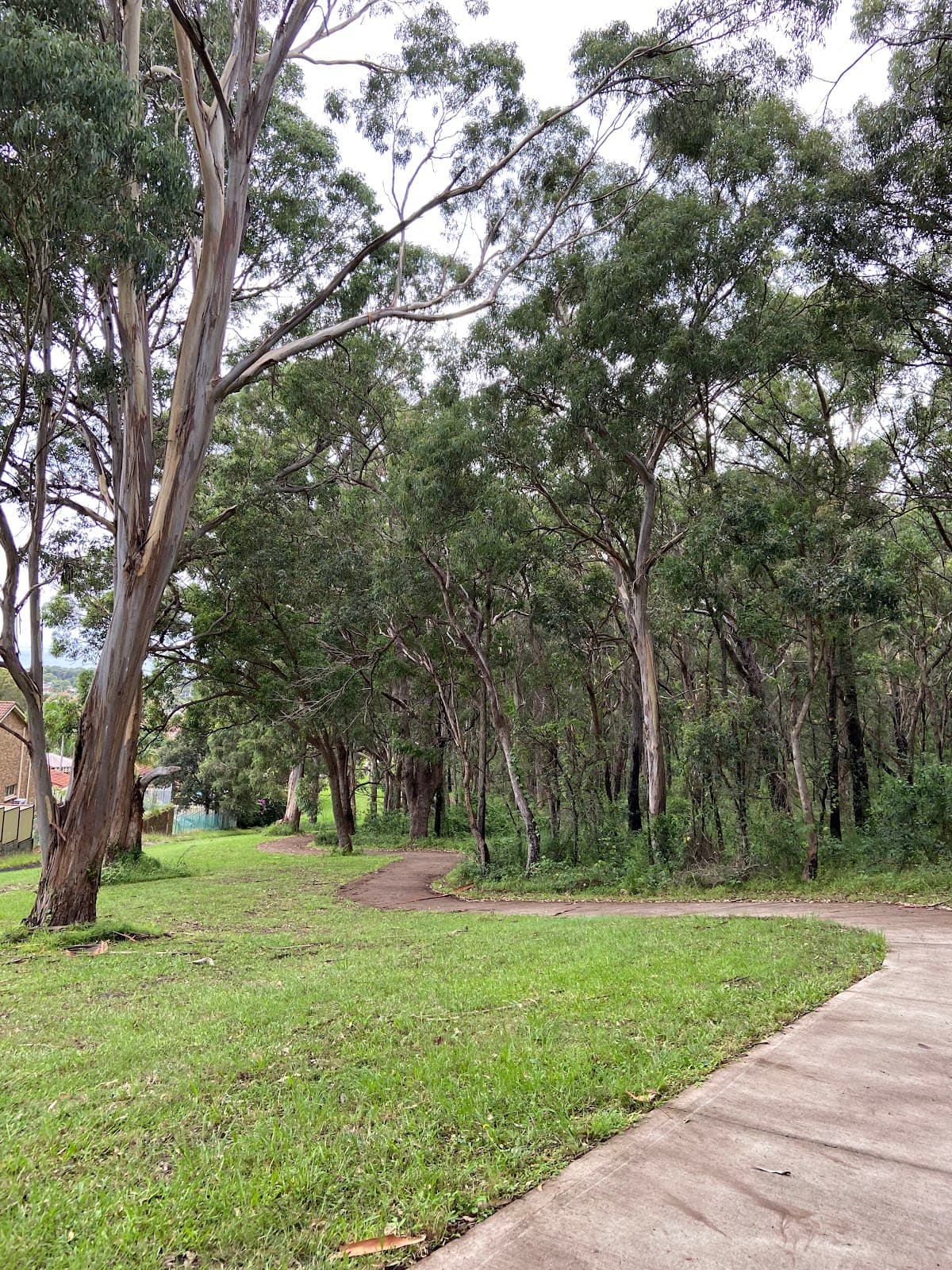 Blackbutt Forest Reserve - Image 1