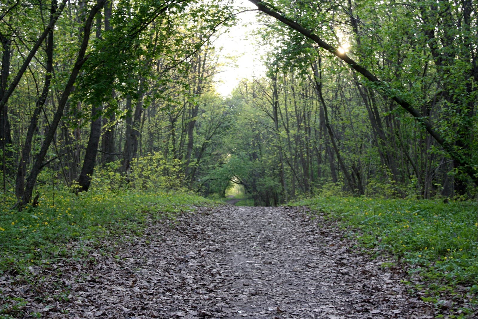 Yelnikovskaya Grove - Image 1