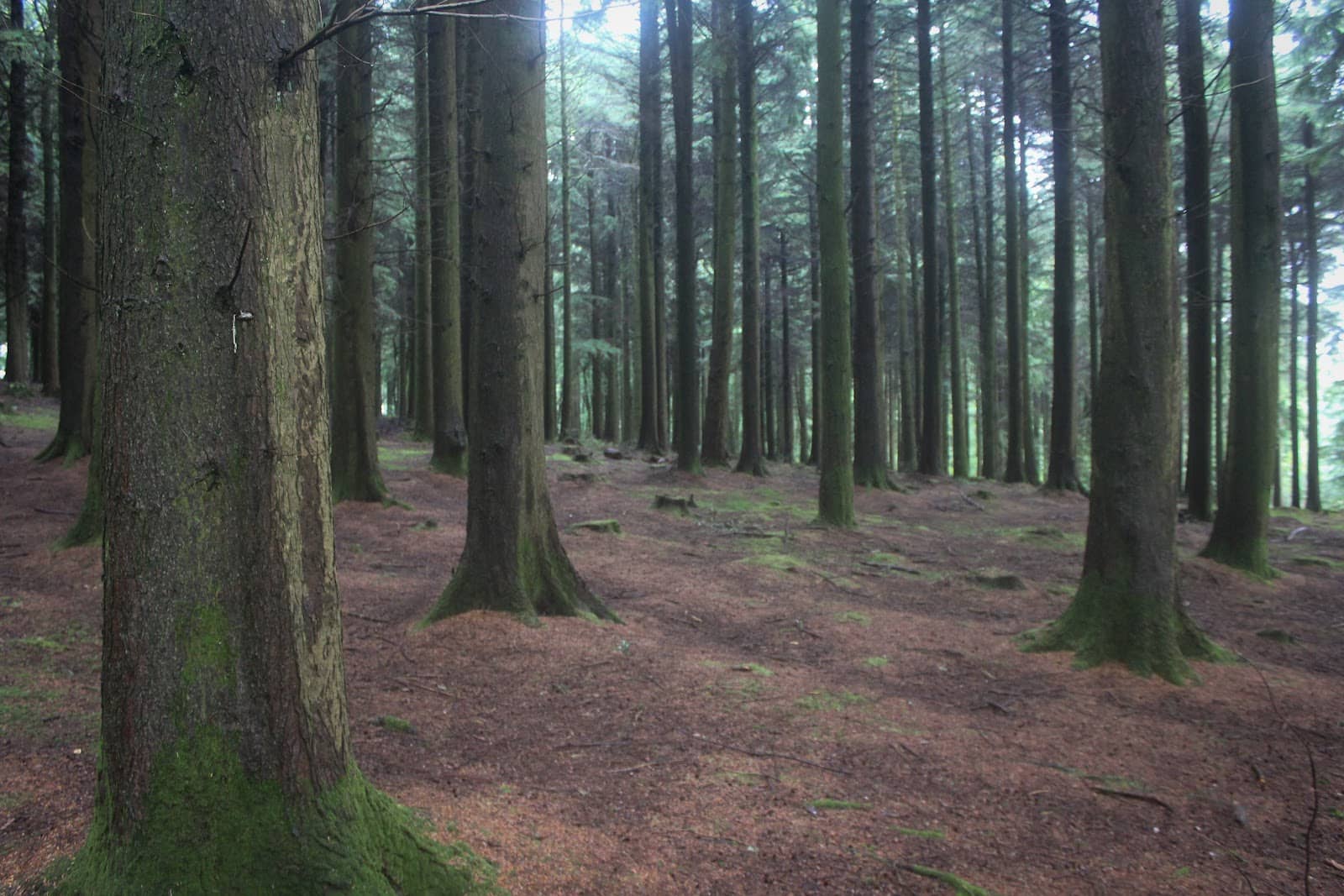 Iron Age Hill Fort Remnants