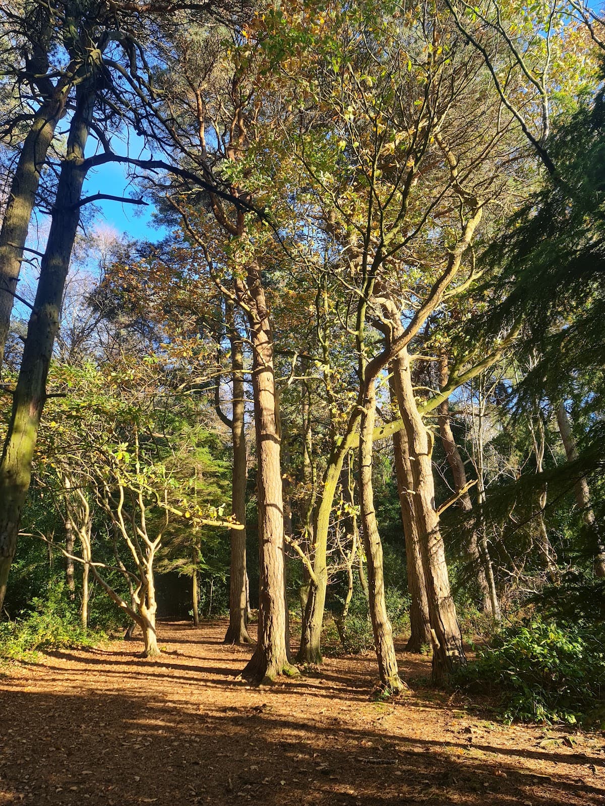Pinewoods - Image 1