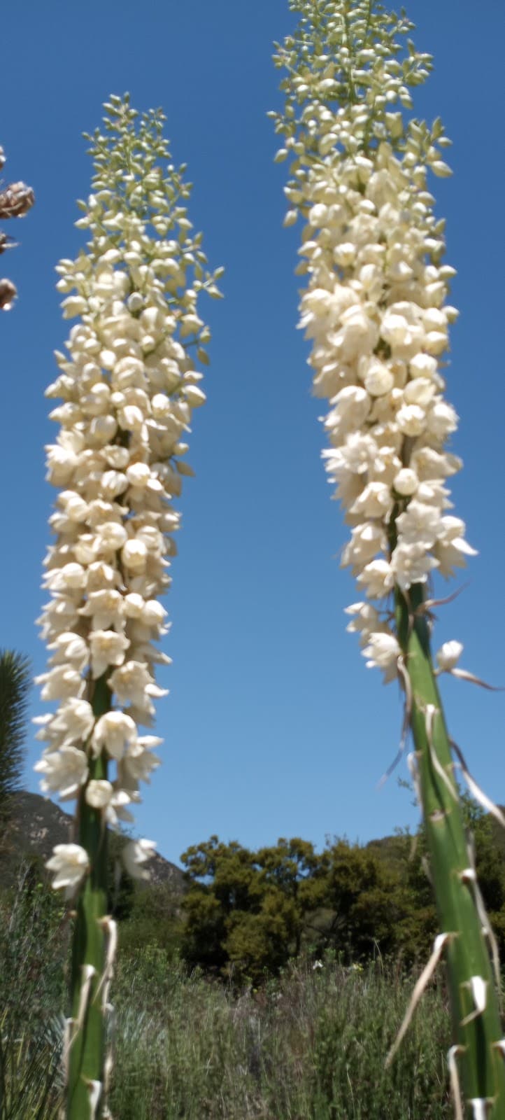 Lytle Creek Recreation Area - Image 1