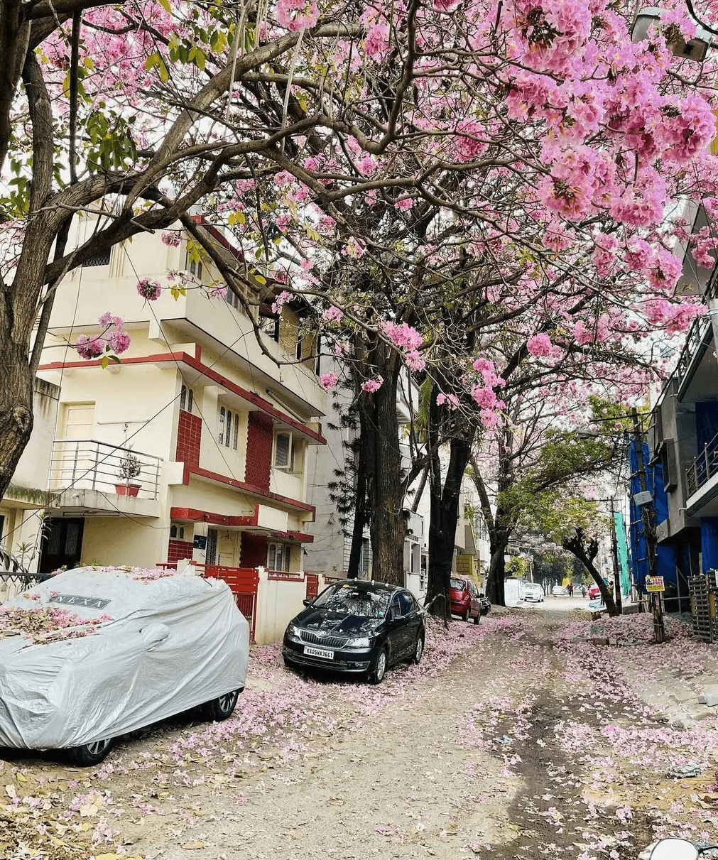 Whitefield - Image 1