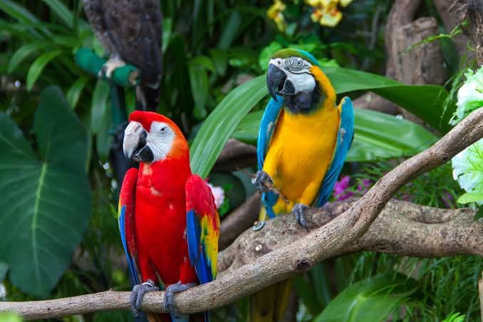 Umgeni River Bird Park Durban - Image 1