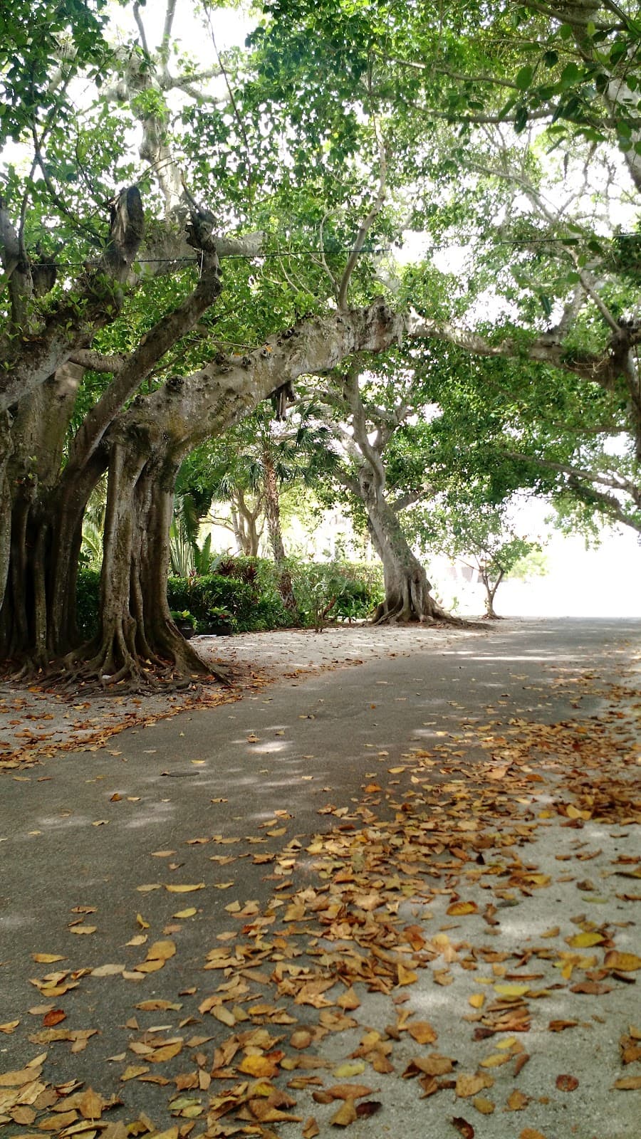 Banyan Street - Image 1