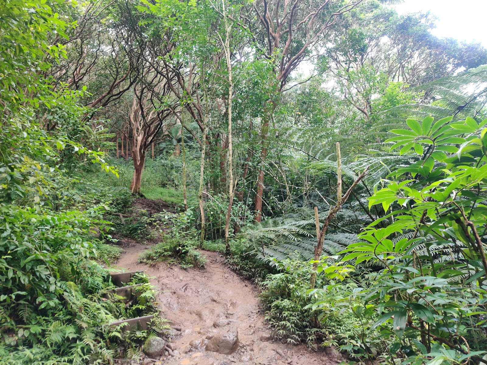 Maunawili Falls Trail - Image 1