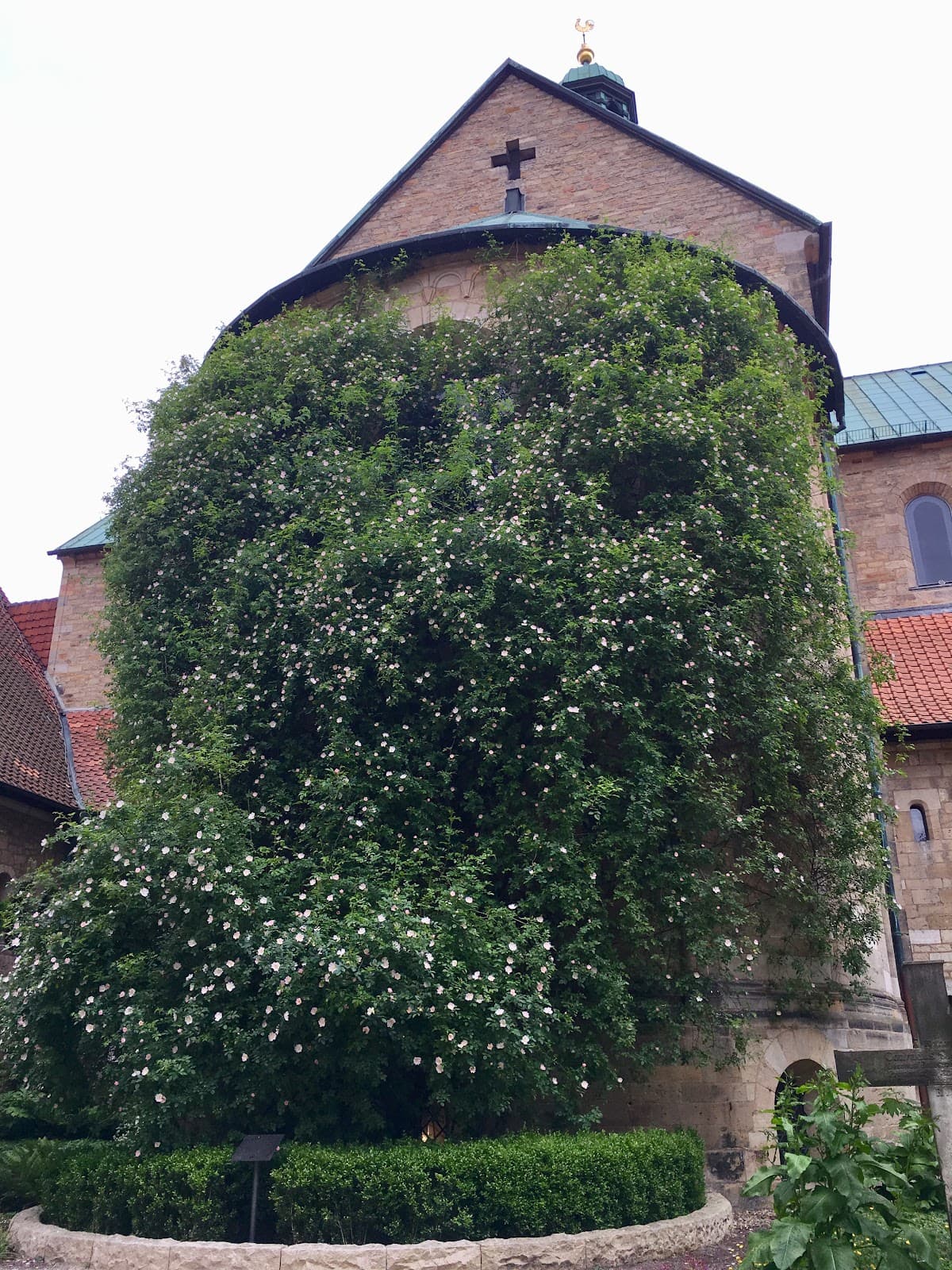 Thousand-Year Rose - Image 1