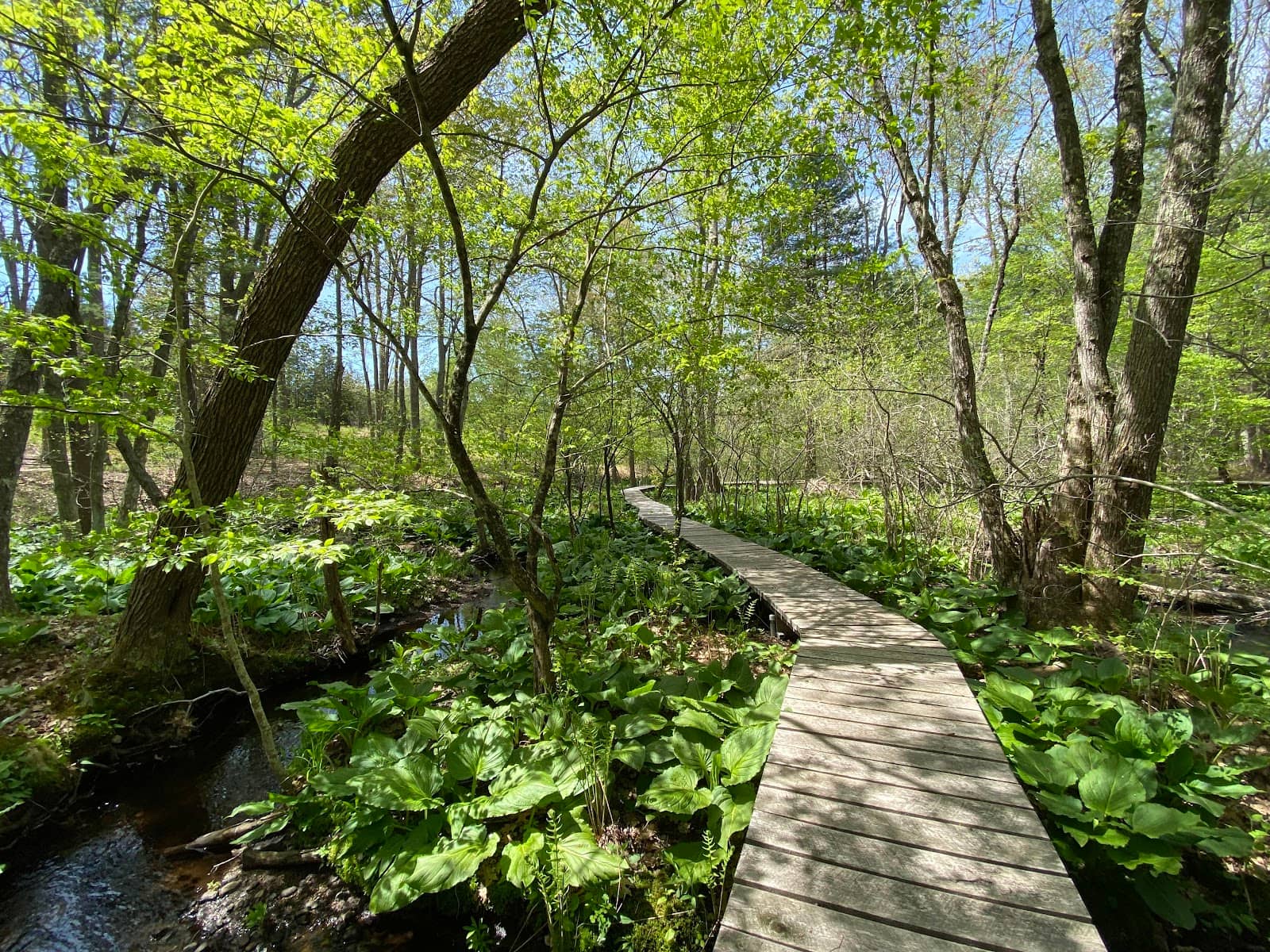 Native Plant Gardens
