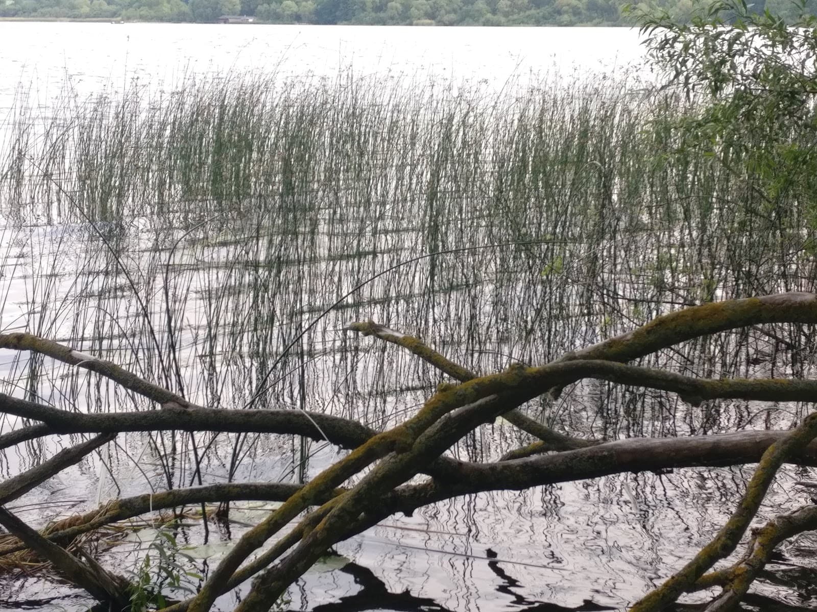 Laacher See - Image 1