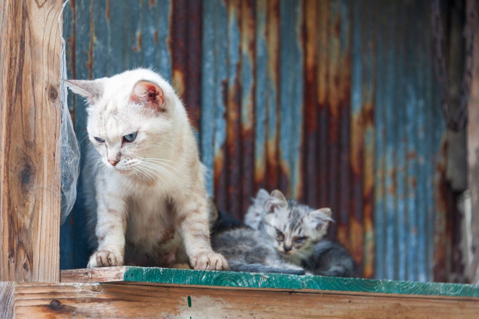 Ogi Matsuri Festival