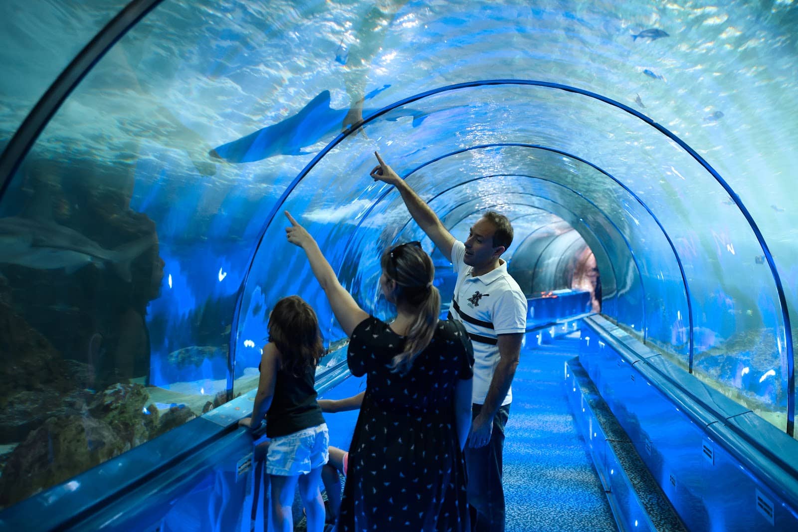 Shark Tunnel