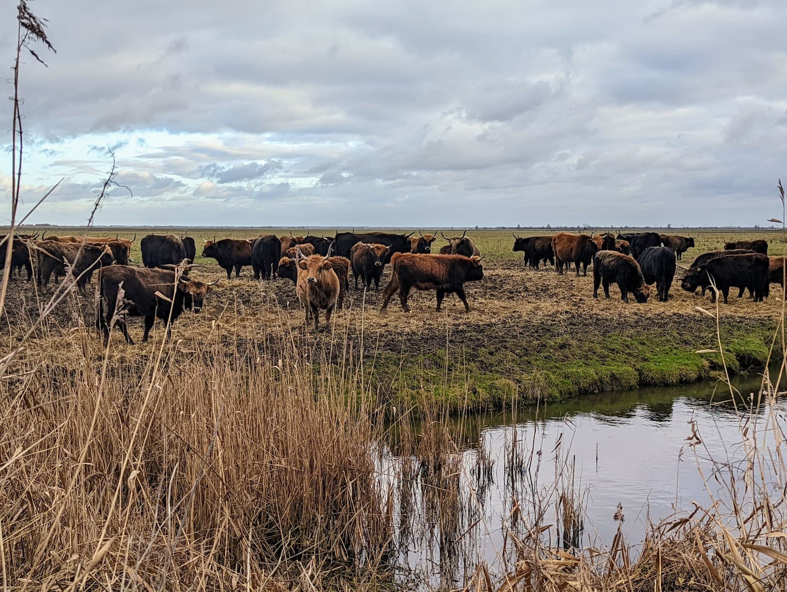 Oostvaardersplassen (Almere side) - Image 1