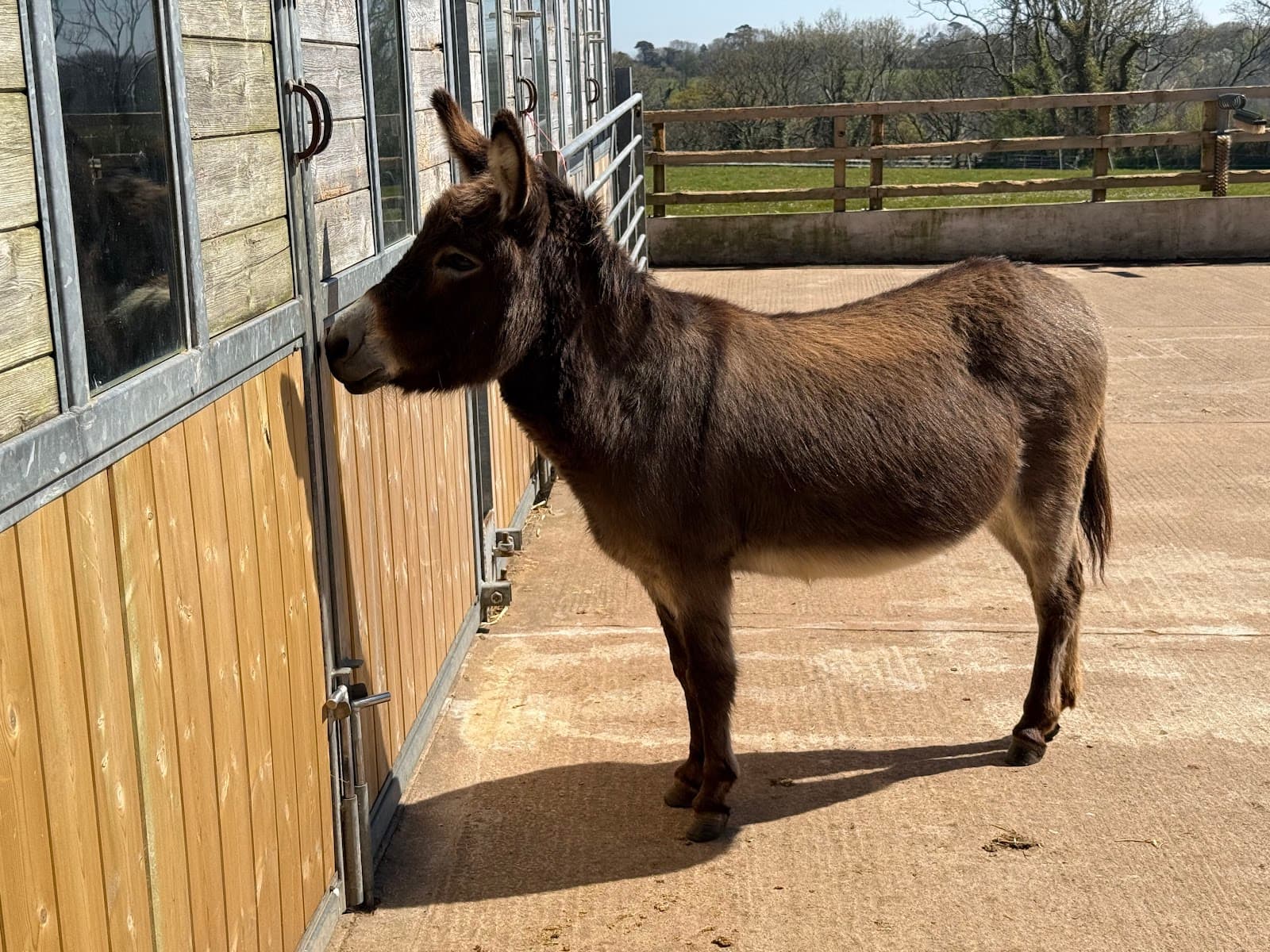 The Donkey Sanctuary - Image 1