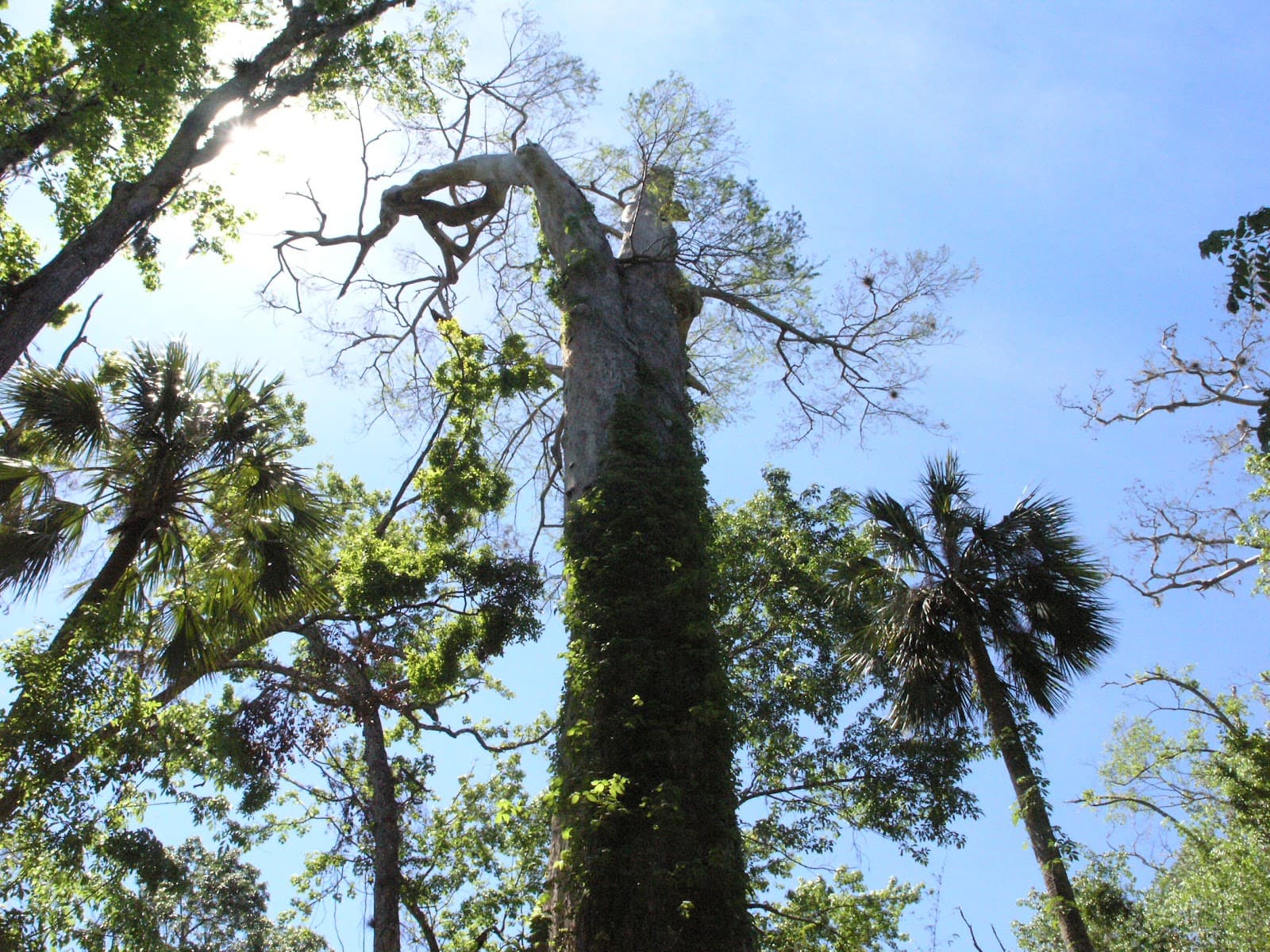Big Tree Park - Image 1