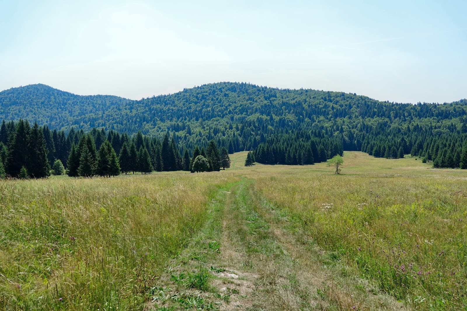 Čorkova Uvala Primeval Forest - Image 1