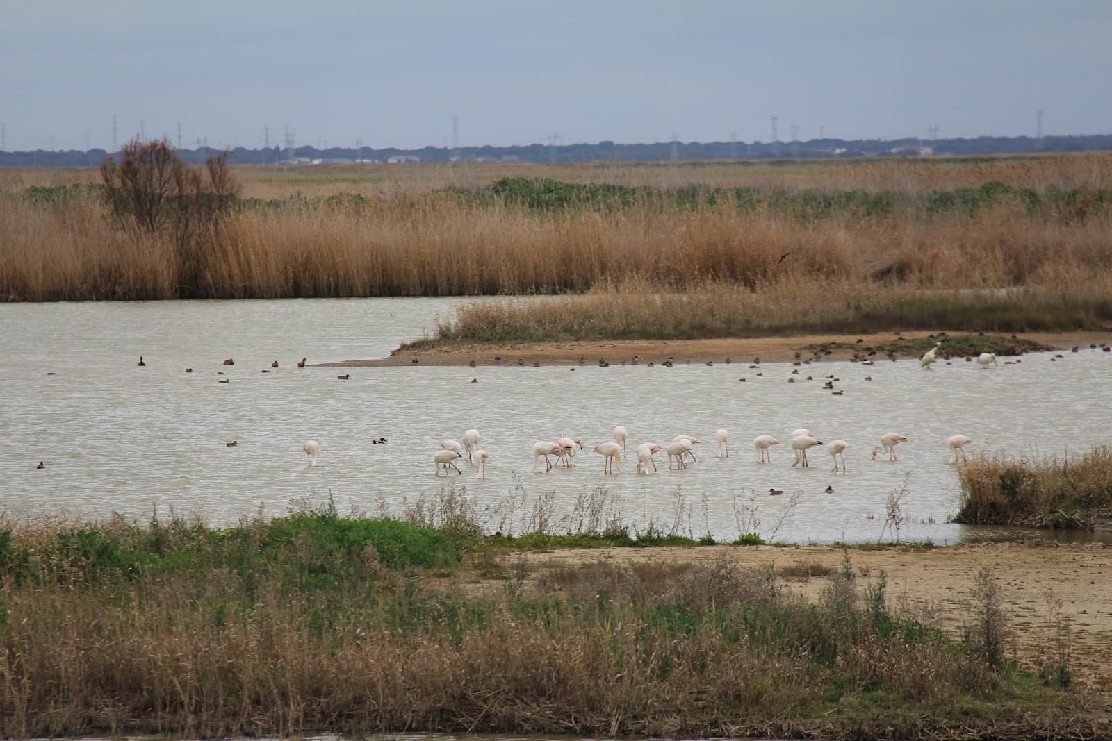 Tagus Estuary Natural Reserve - Image 1