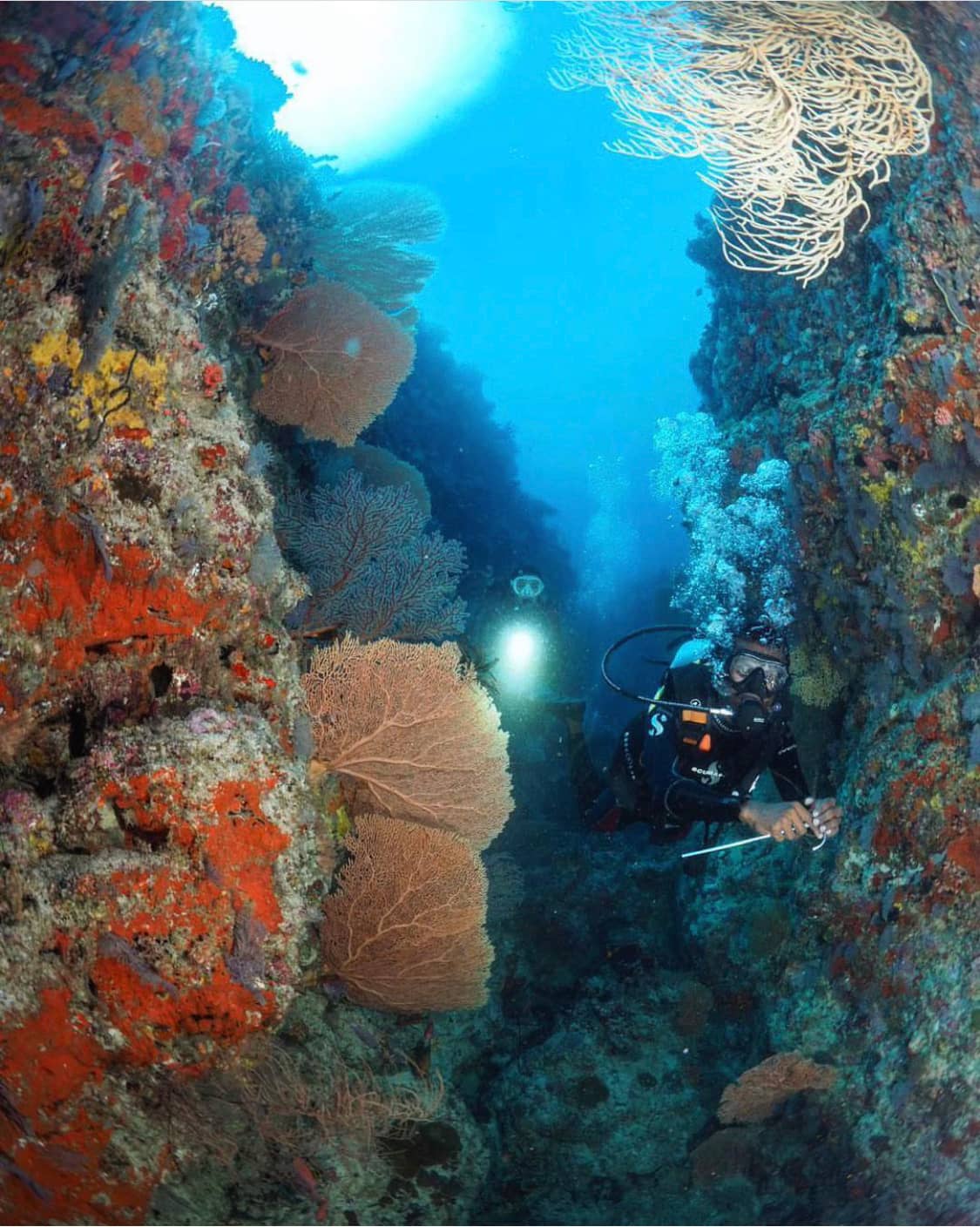Gorgonian Fan Gardens