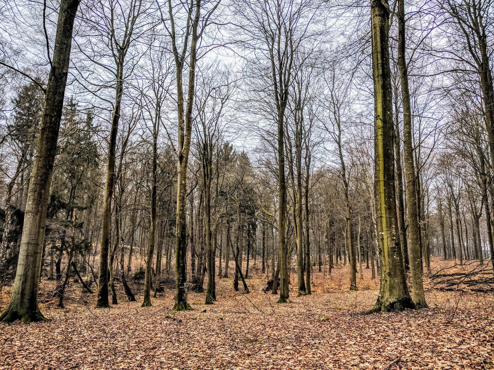 Store Dyrehave Forest - Image 1