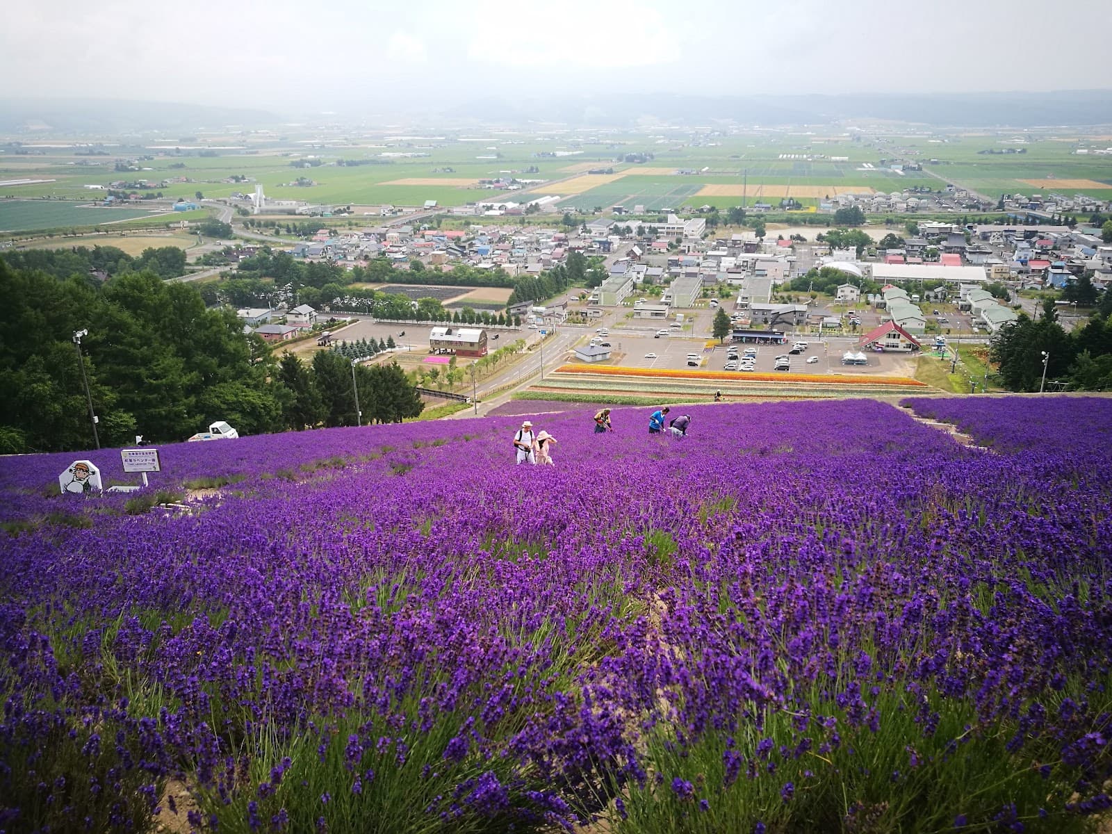 Highland Furano (Lavender Garden & Onsen) - Image 1