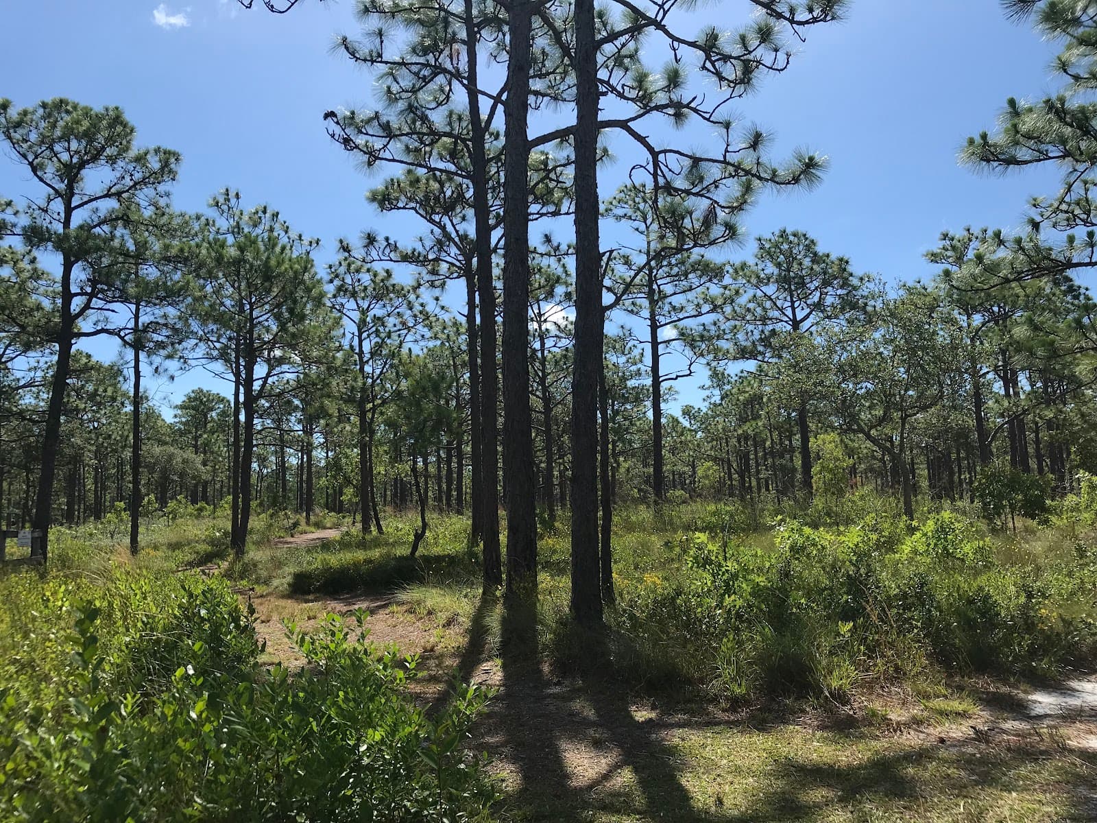 Flytrap Trail - Image 1