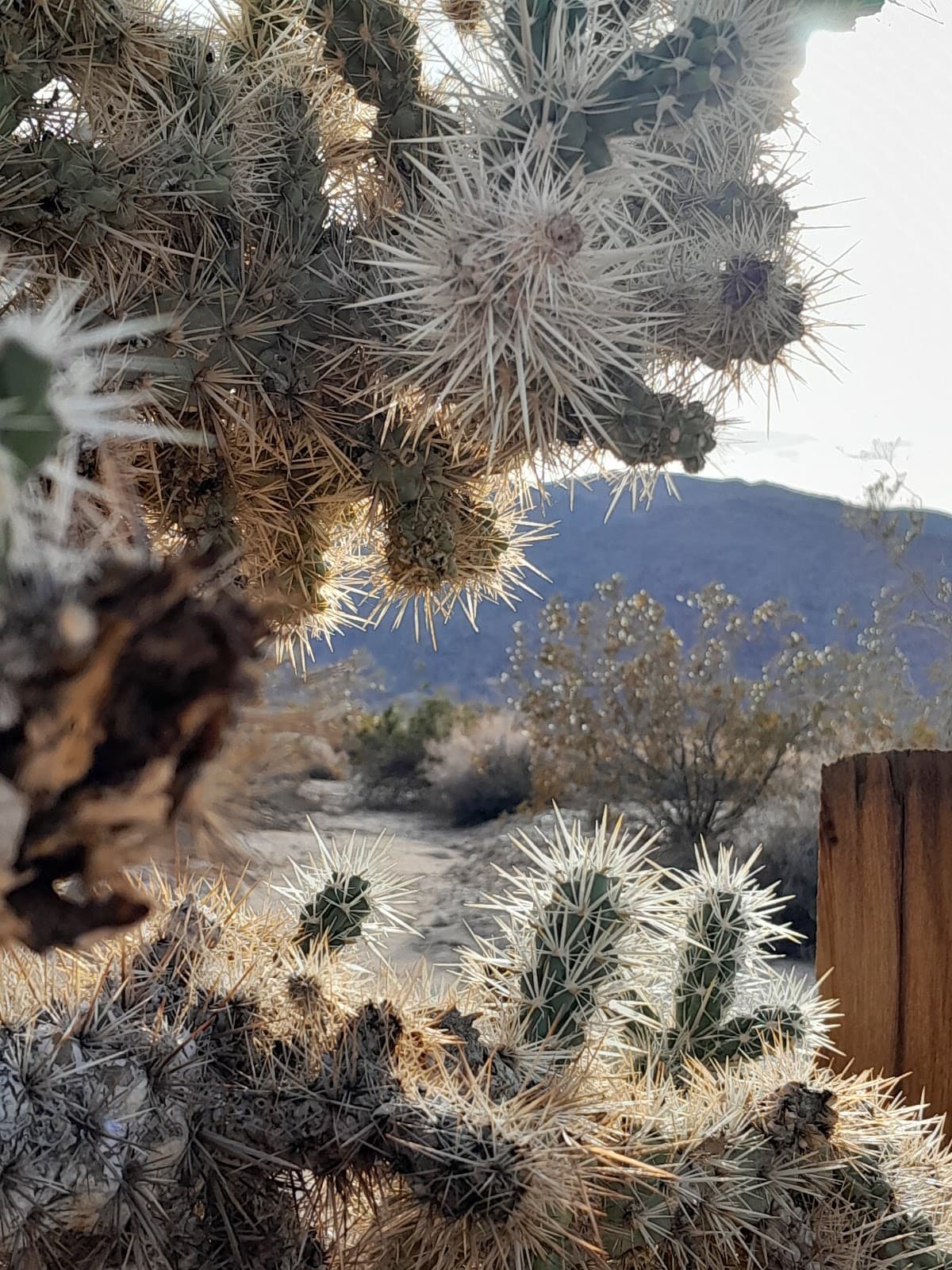 Oasis of Mara Joshua Tree National Park - Image 1
