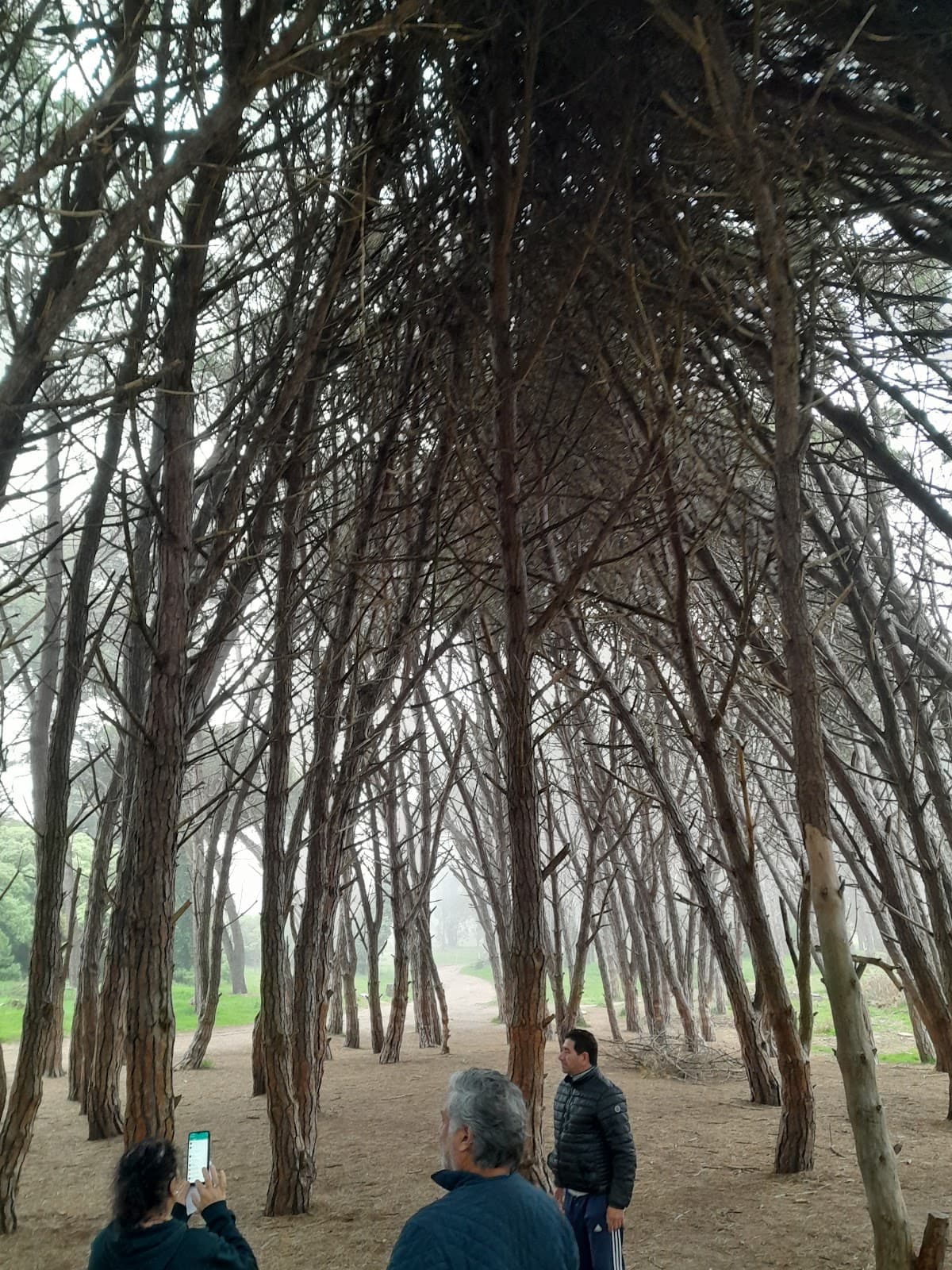 Bosque Energético Miramar - Image 1