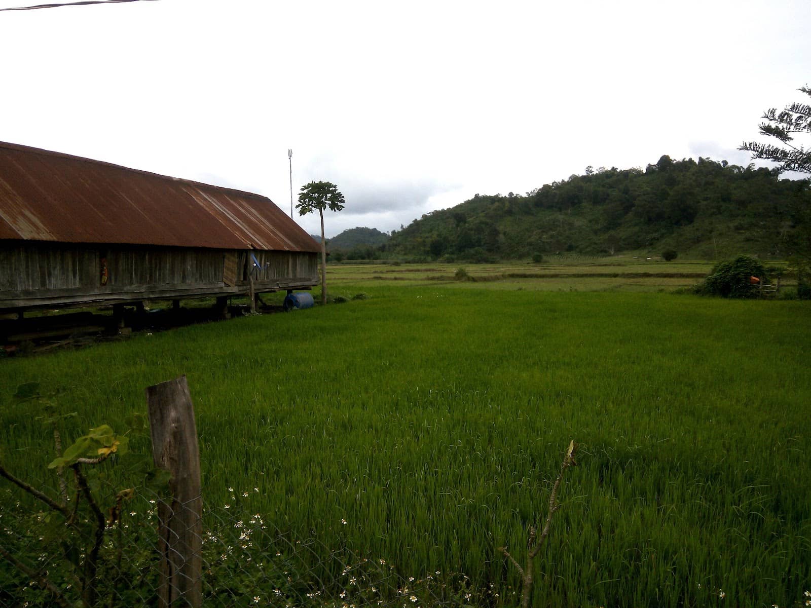 Authentic Local Cuisine