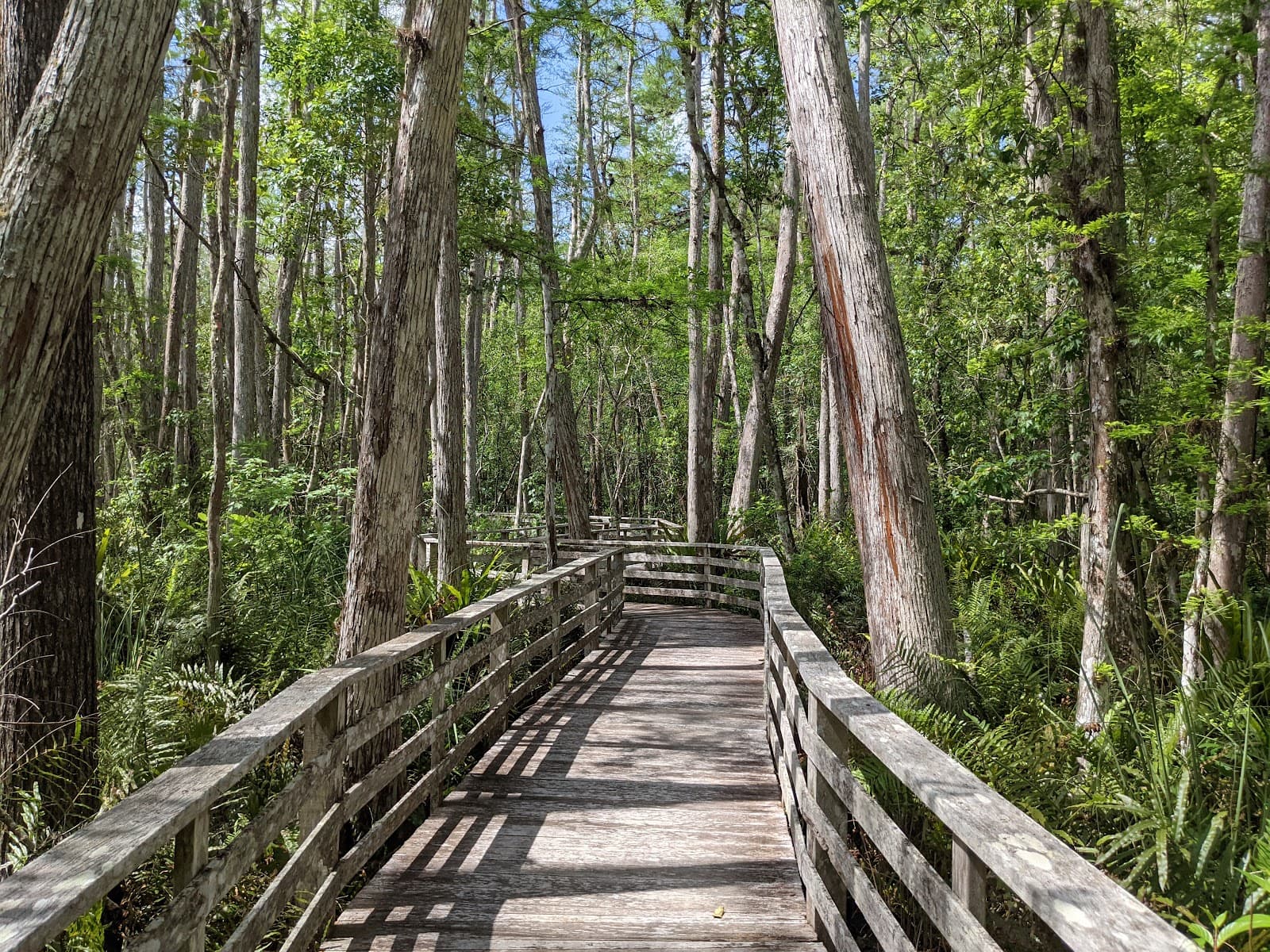 Corkscrew Swamp Sanctuary - Image 1