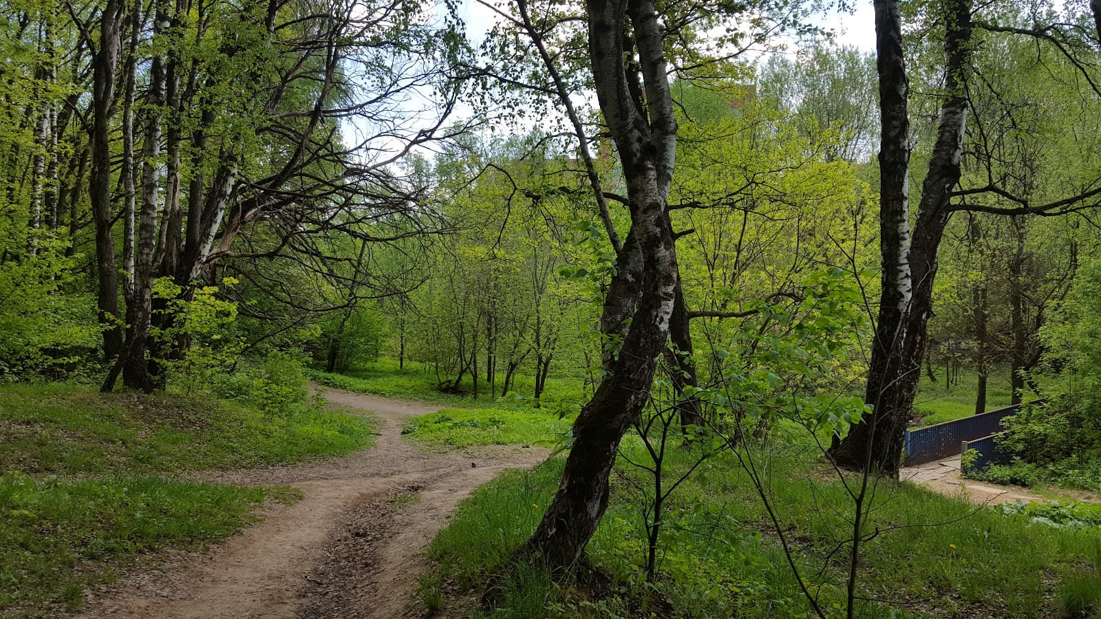 Khimki Forest - Image 1