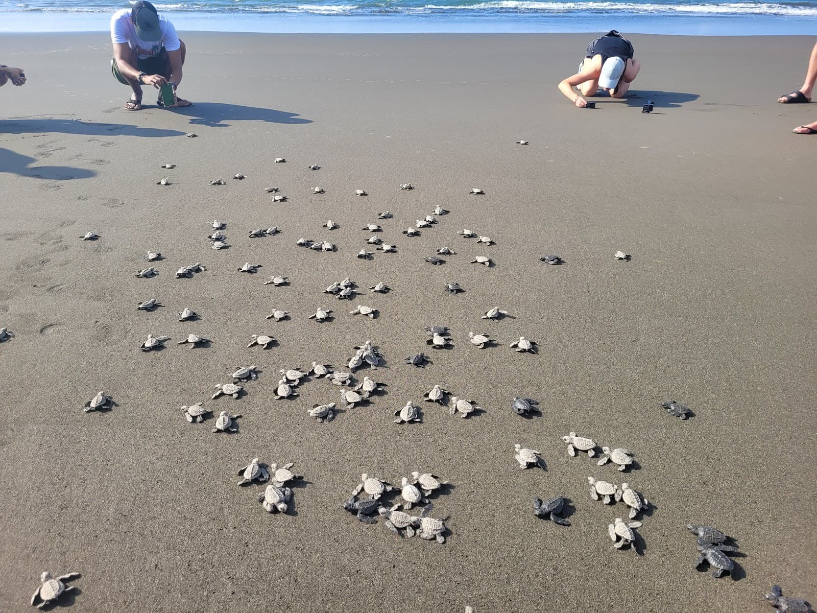 Hermosa Turtle Hatchery - Image 1