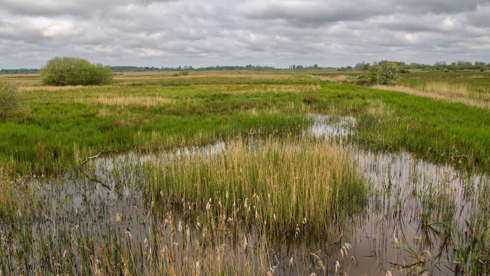 Carlton Marshes - Image 1
