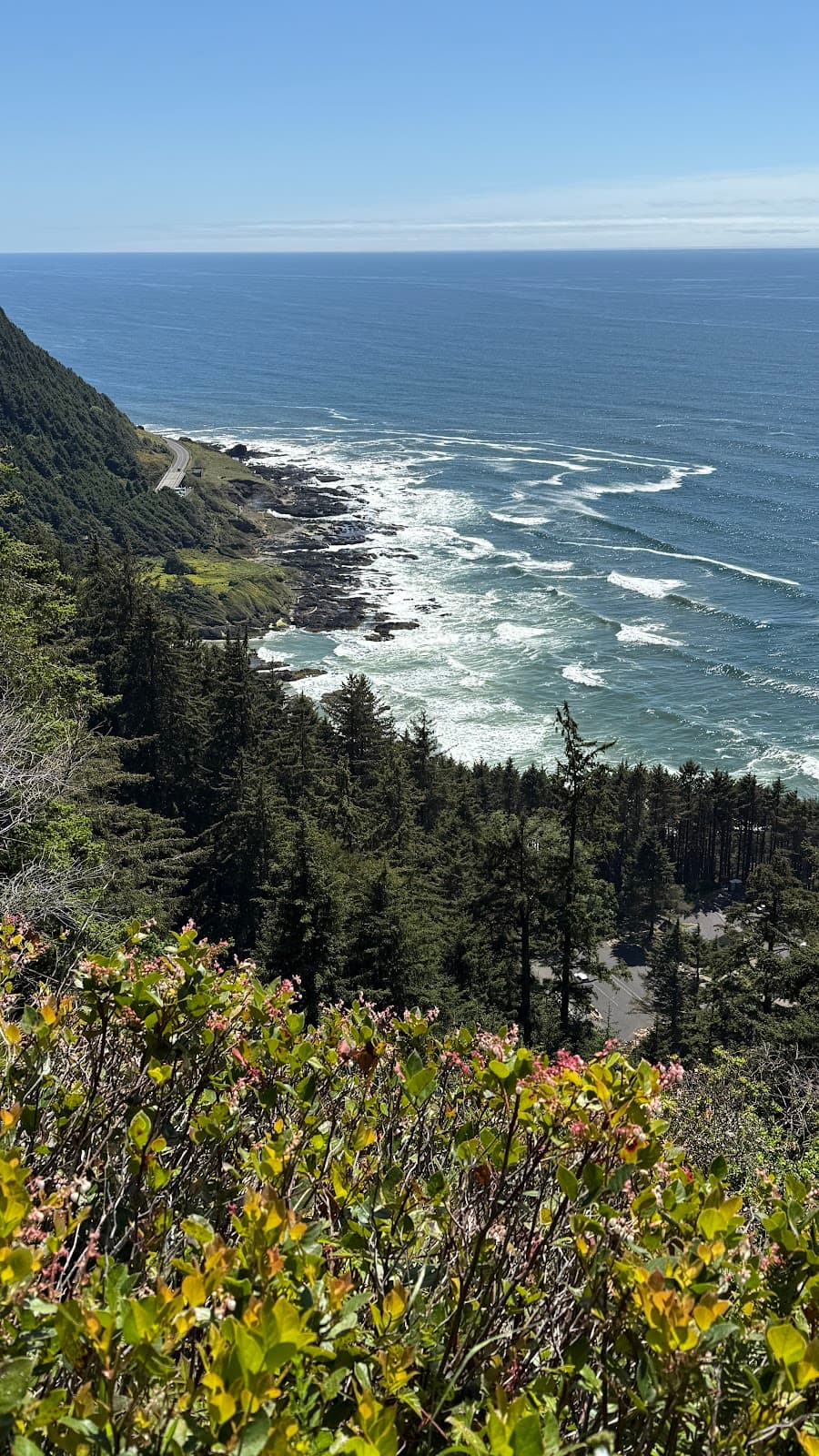 Giant Spruce Cape Perpetua - Image 1