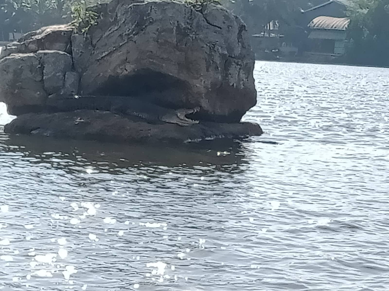 Exotic Wildlife Spotting