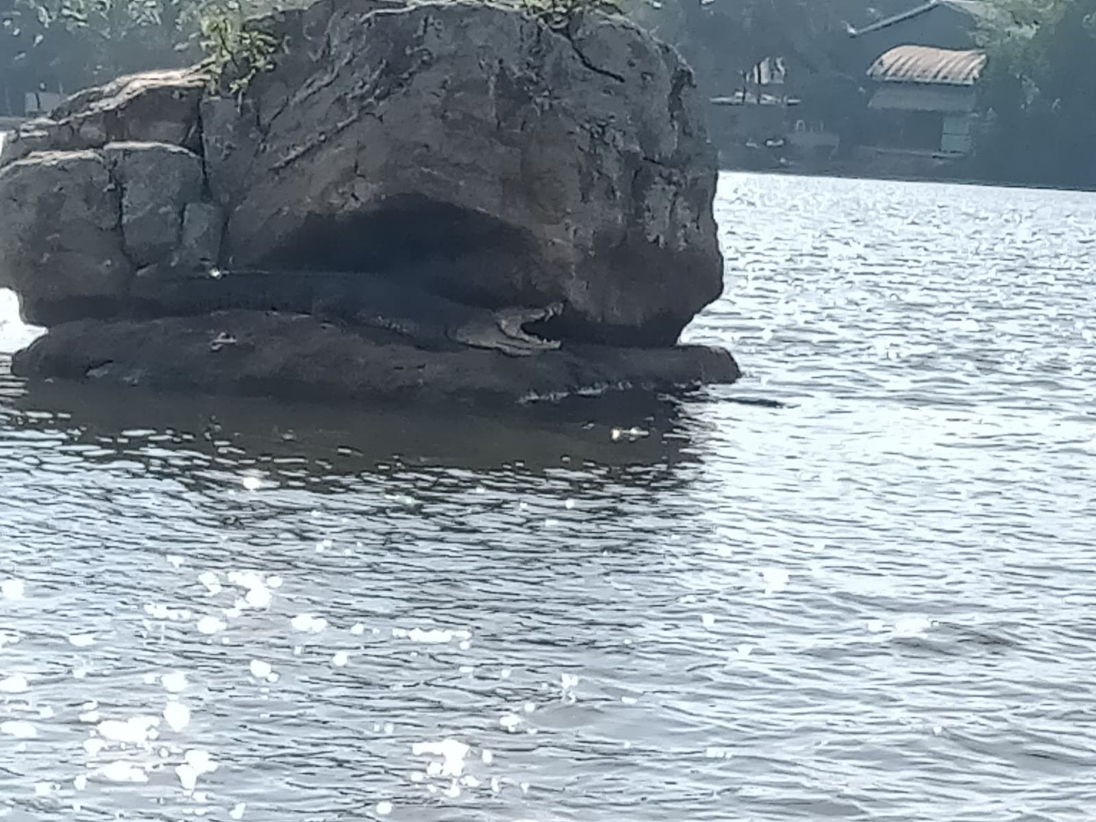 Bentota River Safari and Mangroves - Image 1