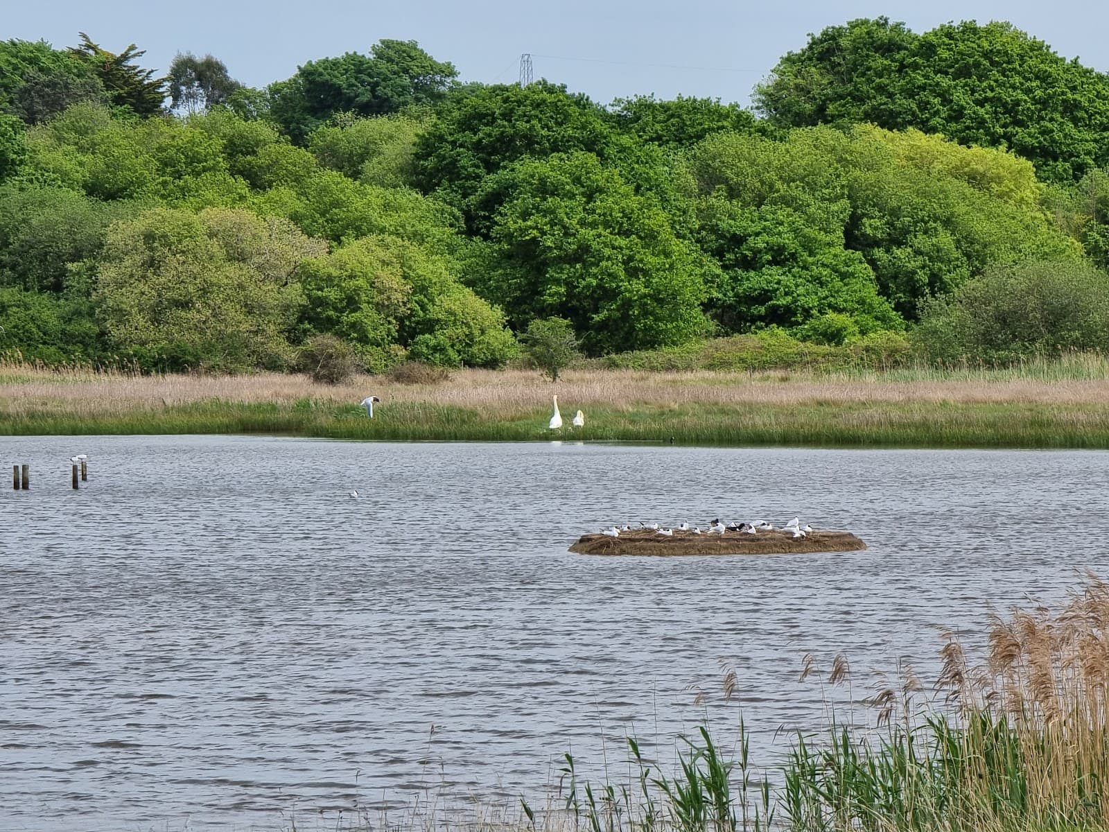 Hook with Warsash Local Nature Reserve - Image 1