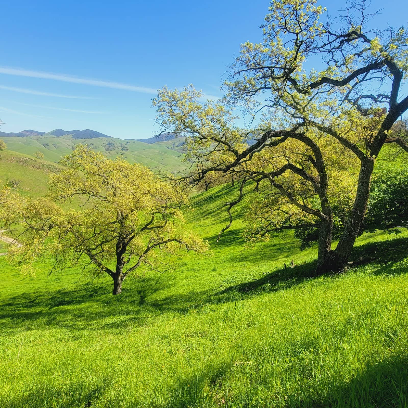 Diverse Trail Network