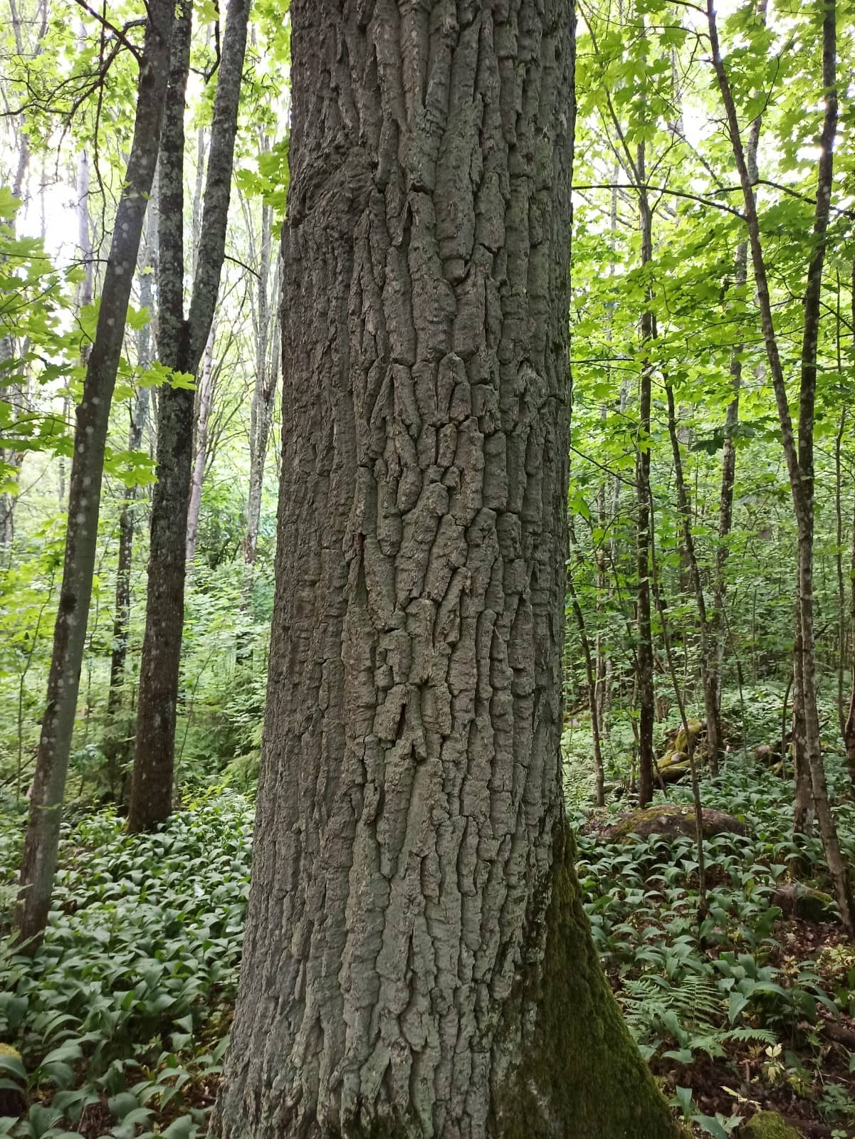 Oak Forest Charm